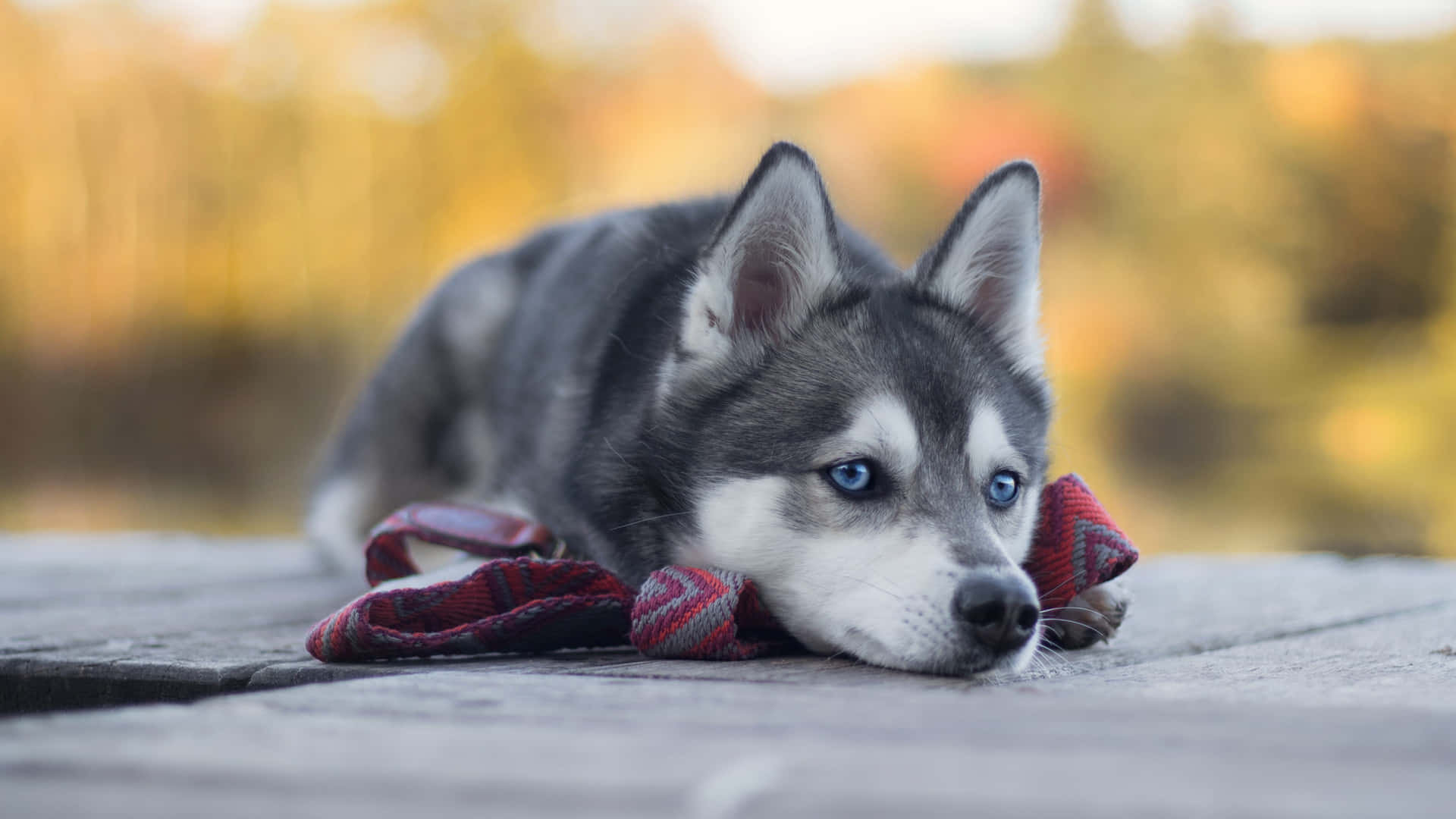 A Husky Dog Laying On A Dock With A Red Tie Background