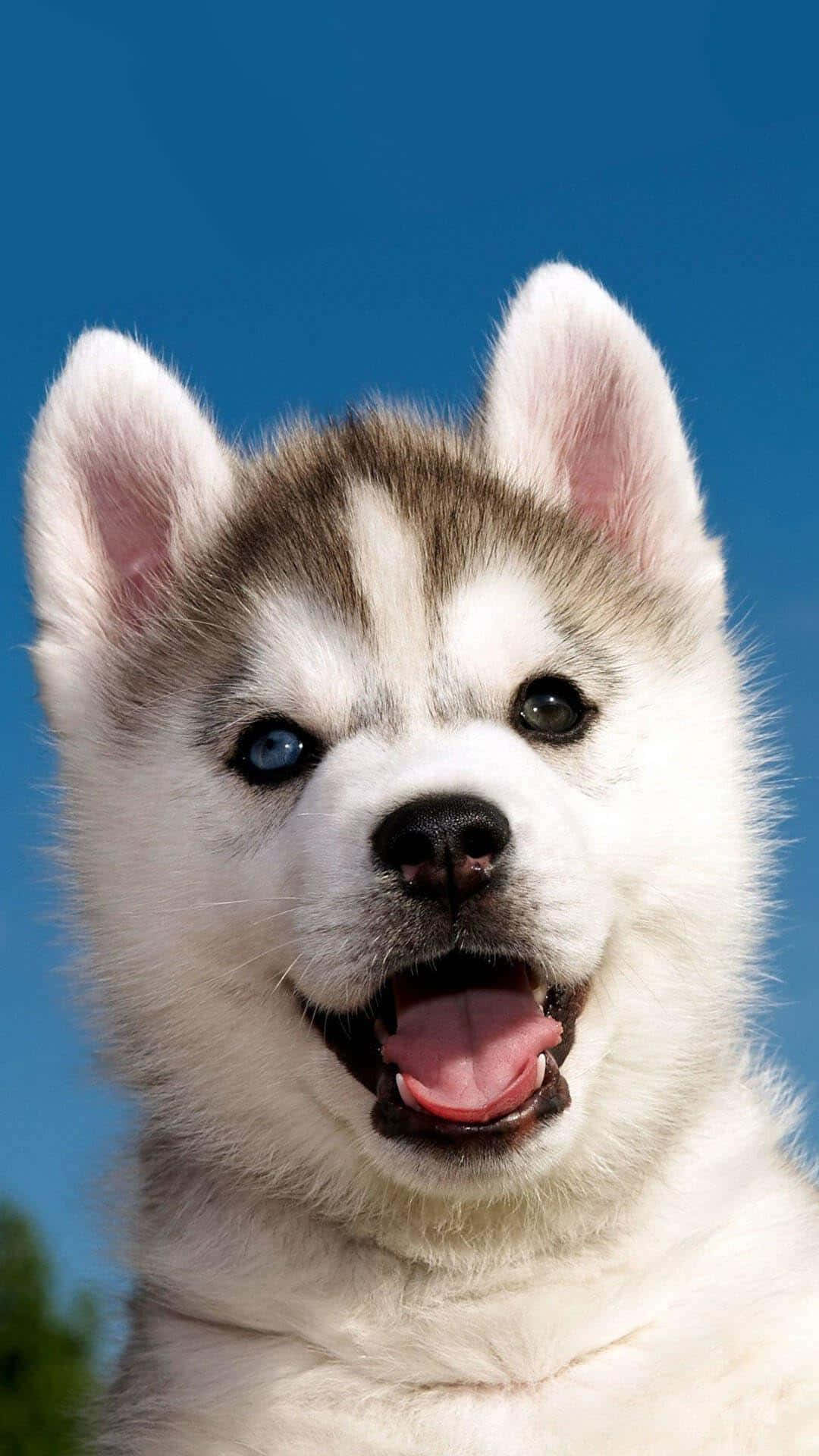 A Husky Puppy Is Smiling In The Background Background