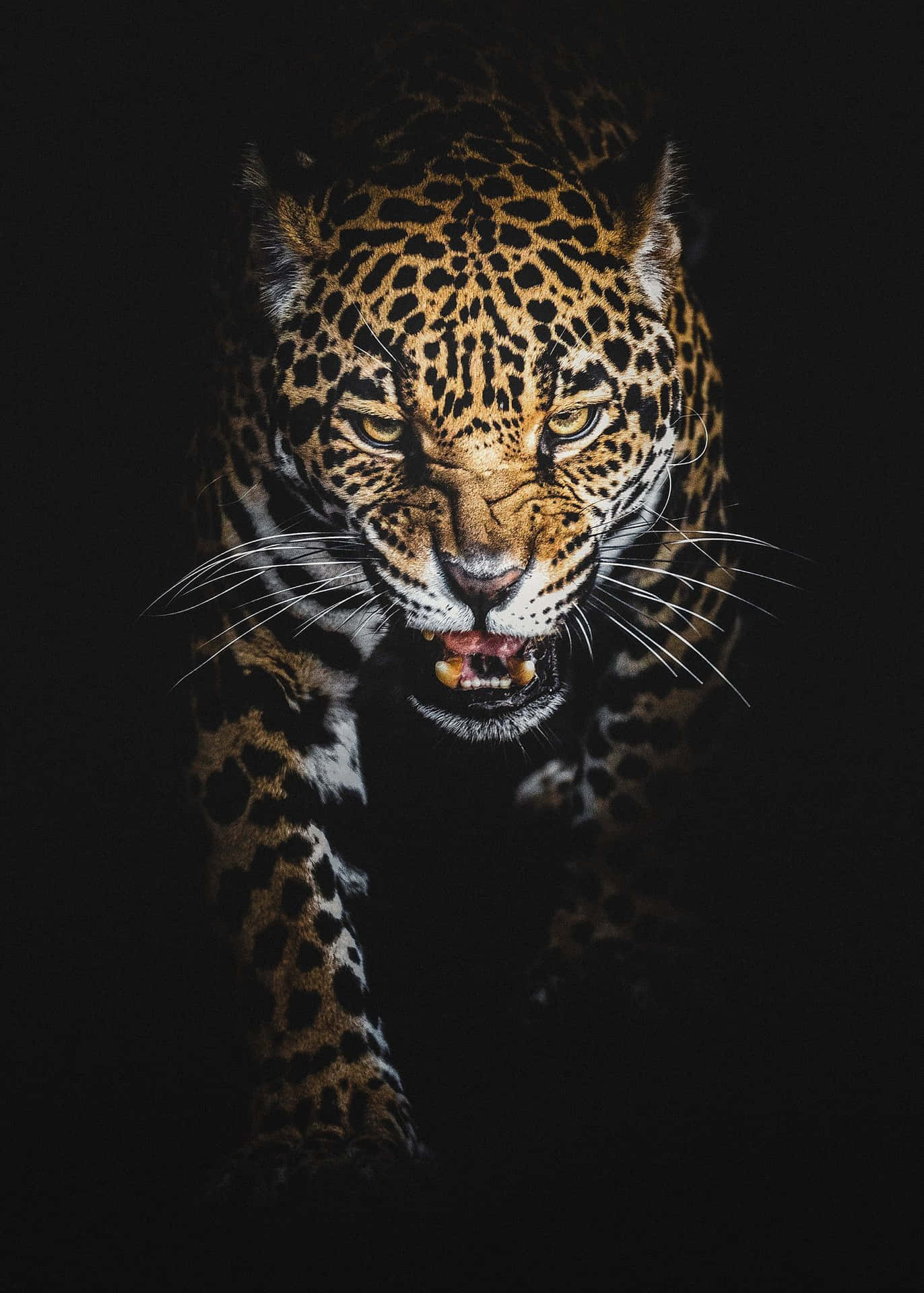 A Jaguar Walking In The Dark Background