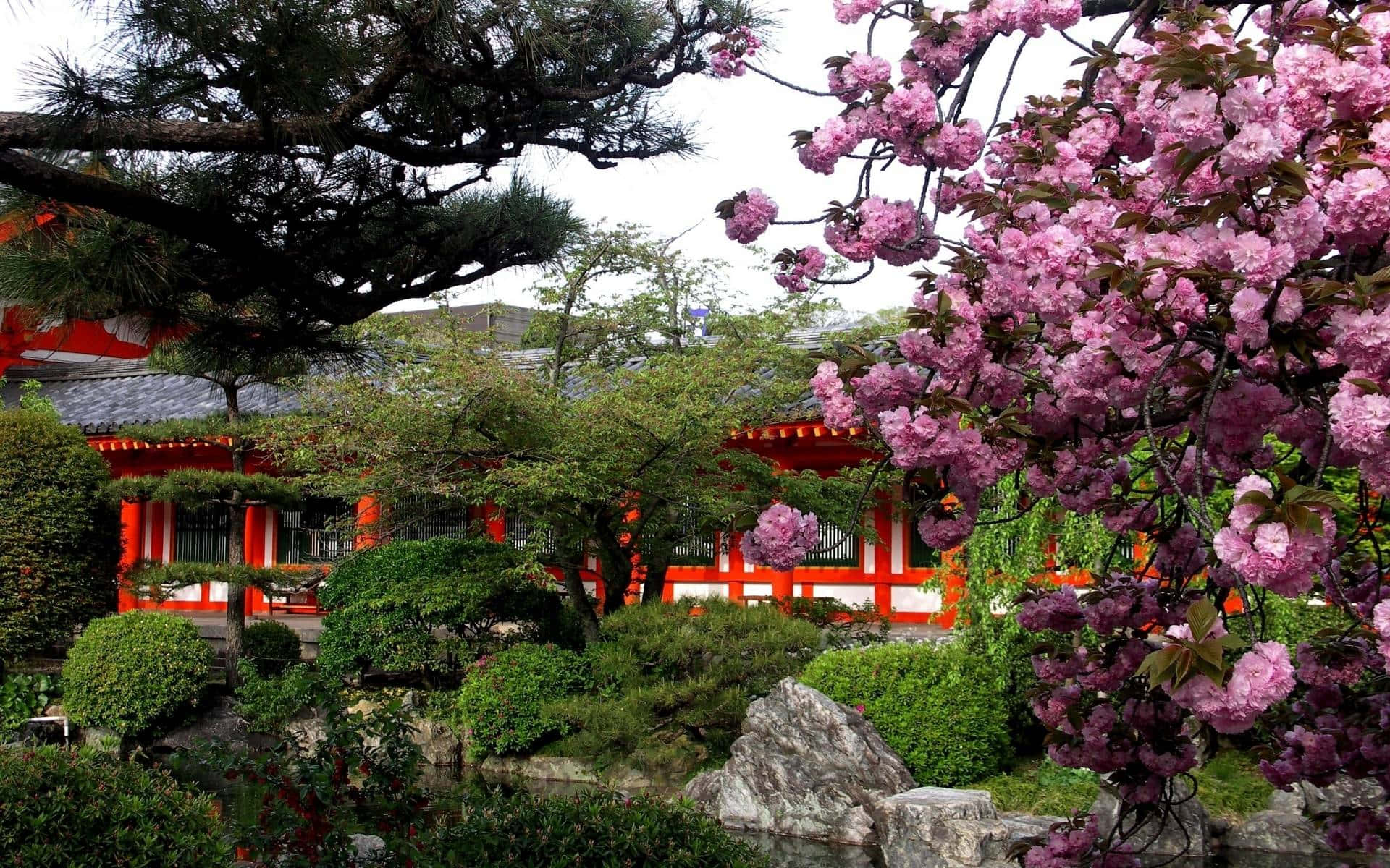 A Japanese Garden With A Red Building And Pink Blossoms Background