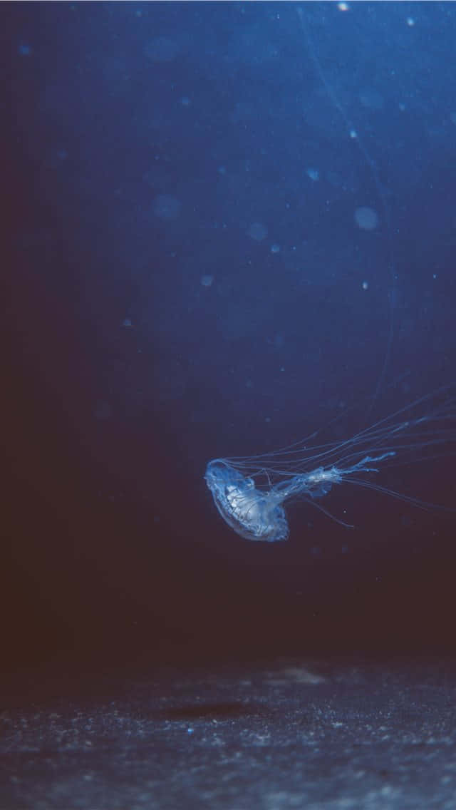 A Jellyfish Swimming In The Ocean Background