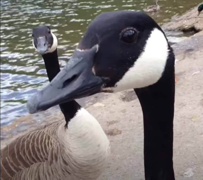 A Jovial Goose With Natural Charm Background