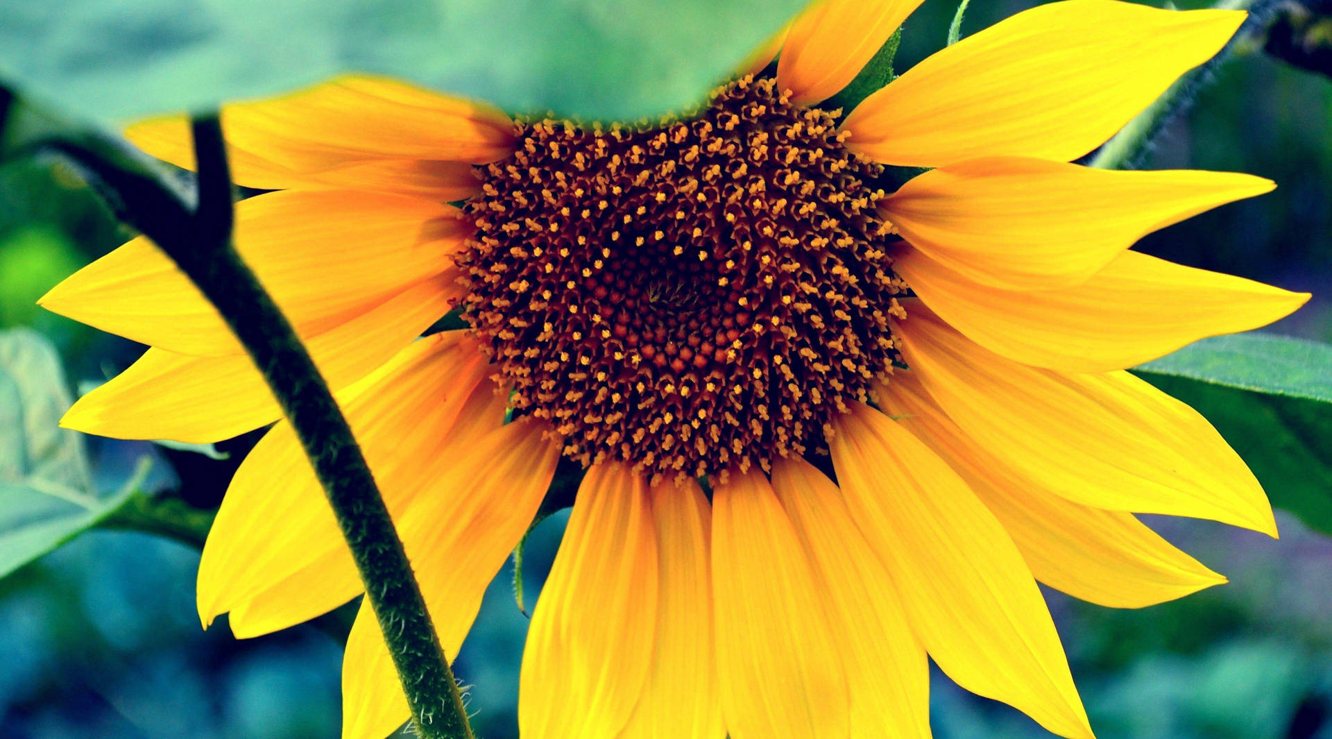 A Joyful Blend Of Beauty And Warmth - Sunflowers And Roses Background