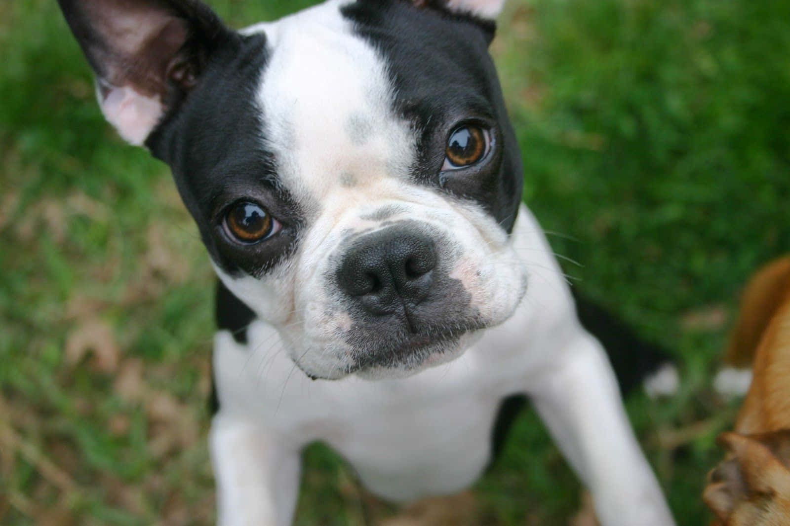 A Joyful Boston Terrier Pup Going For A Car Ride. Background