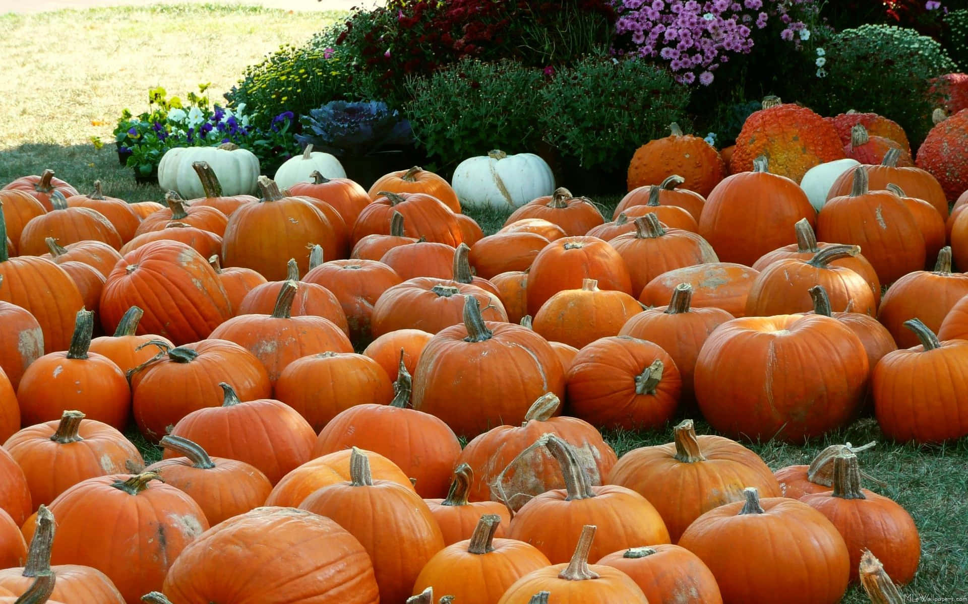 A Joyous Fall Day, Pumpkin In Tow Background