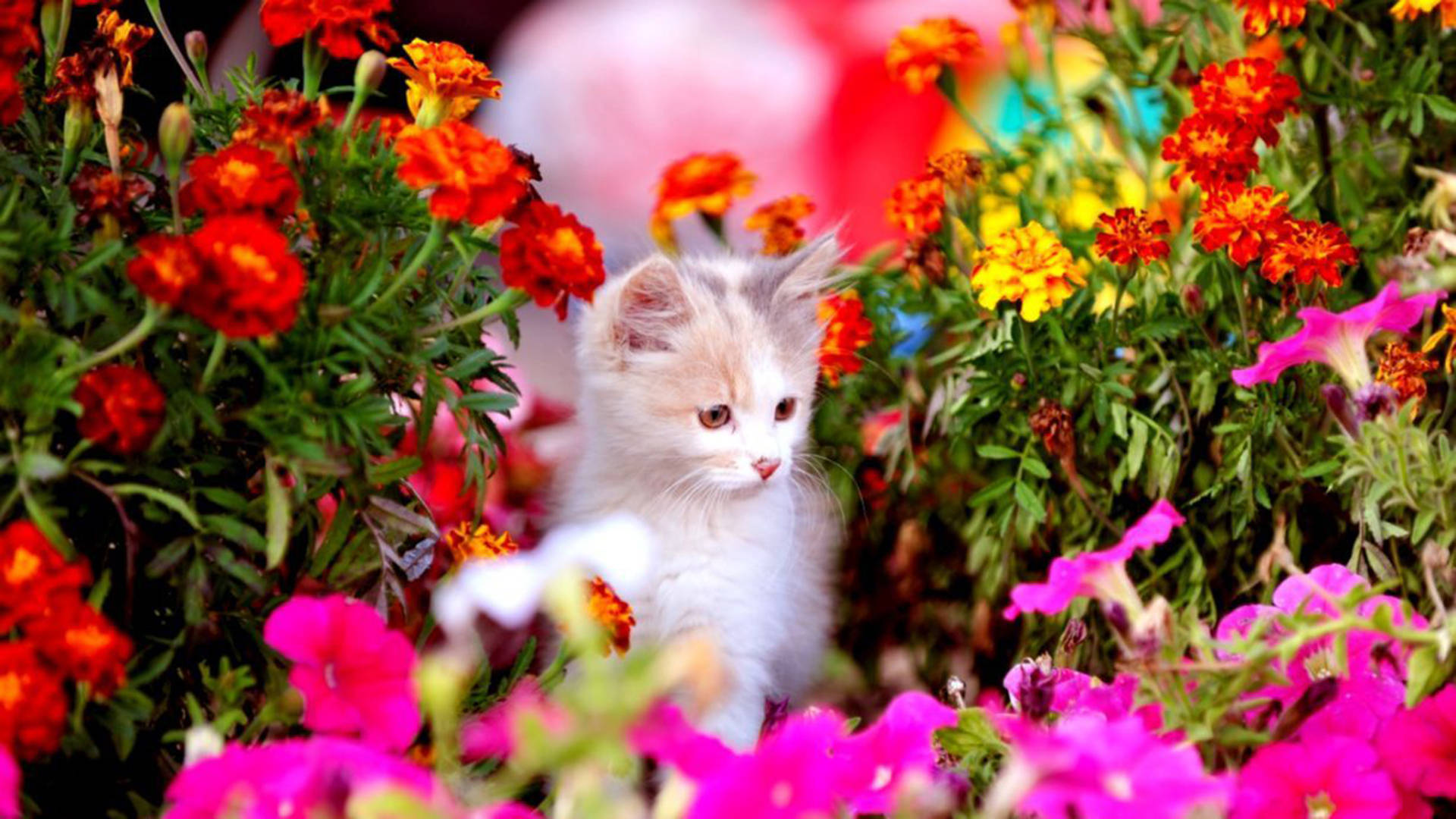 A Kitten Is In The Flowers Background