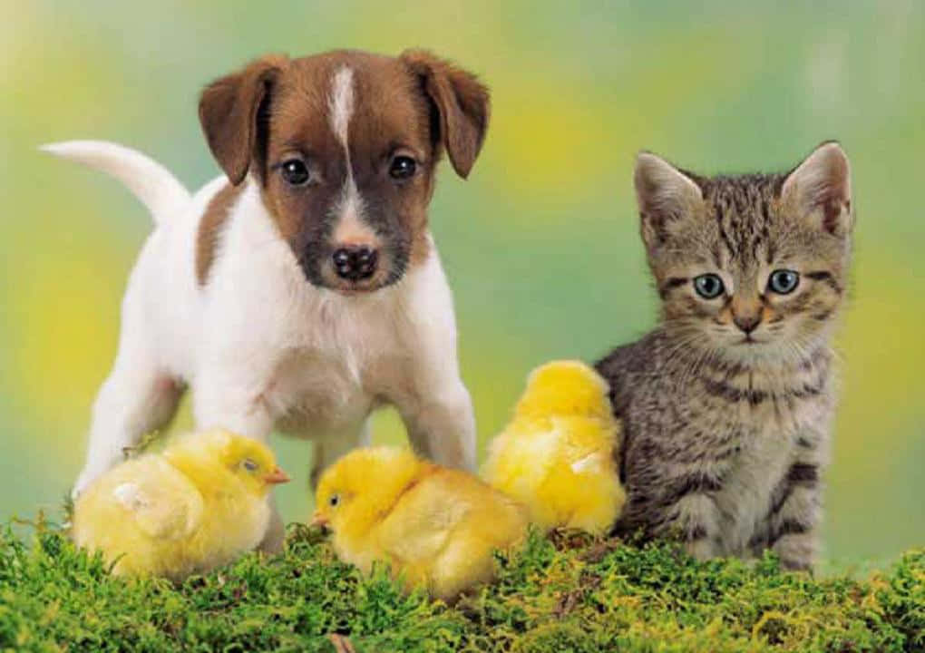 A Kitten, Puppy And Chicks Are Standing On Grass Background