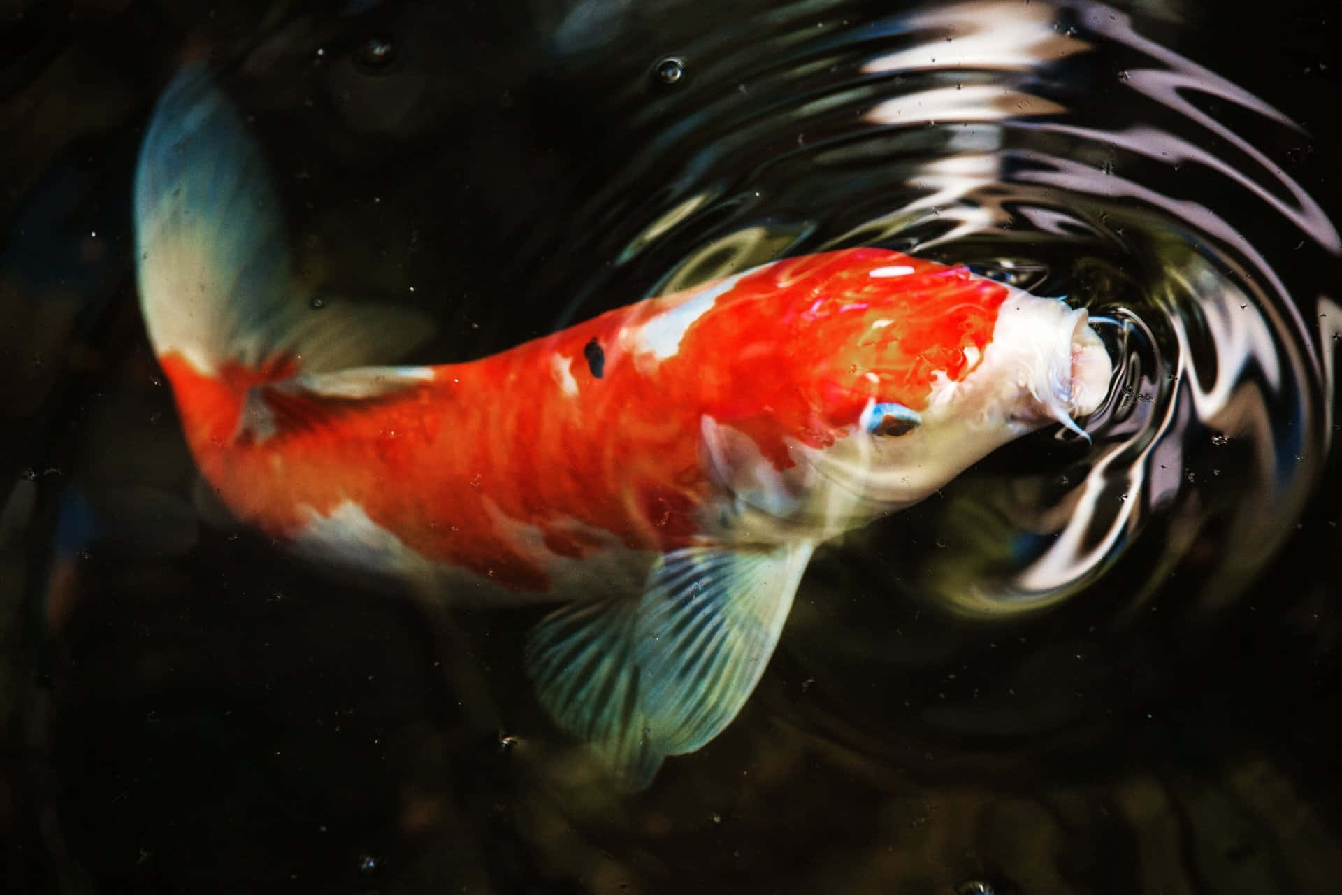 A Koi Fish Swimming In A Pond Background