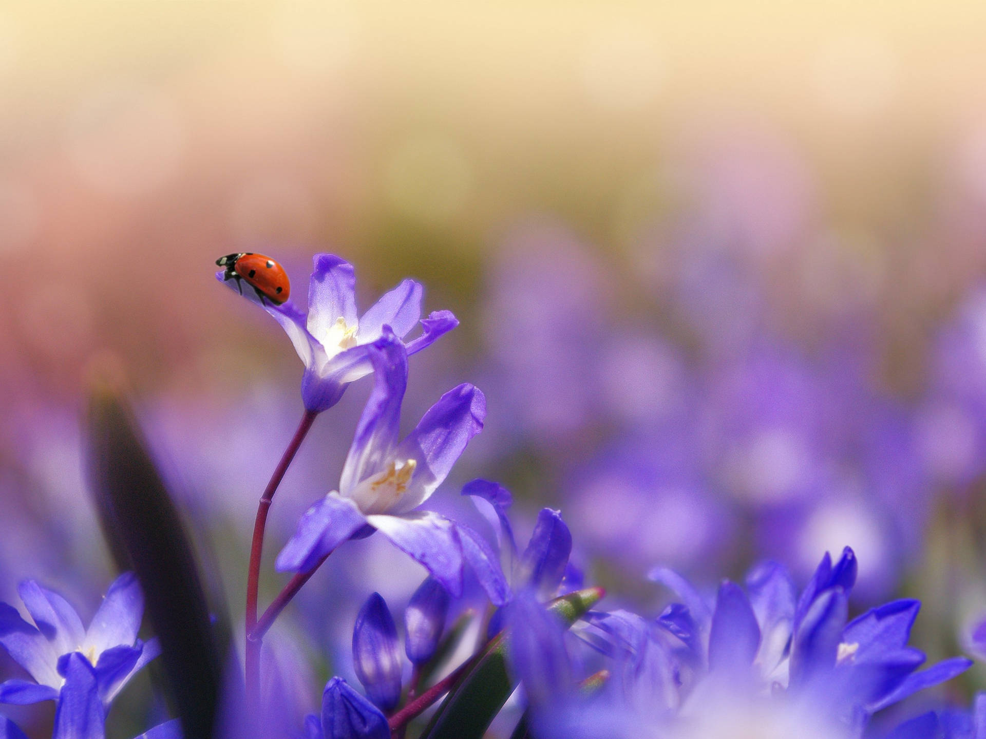 A Ladybug Is Sitting On A Flower Background