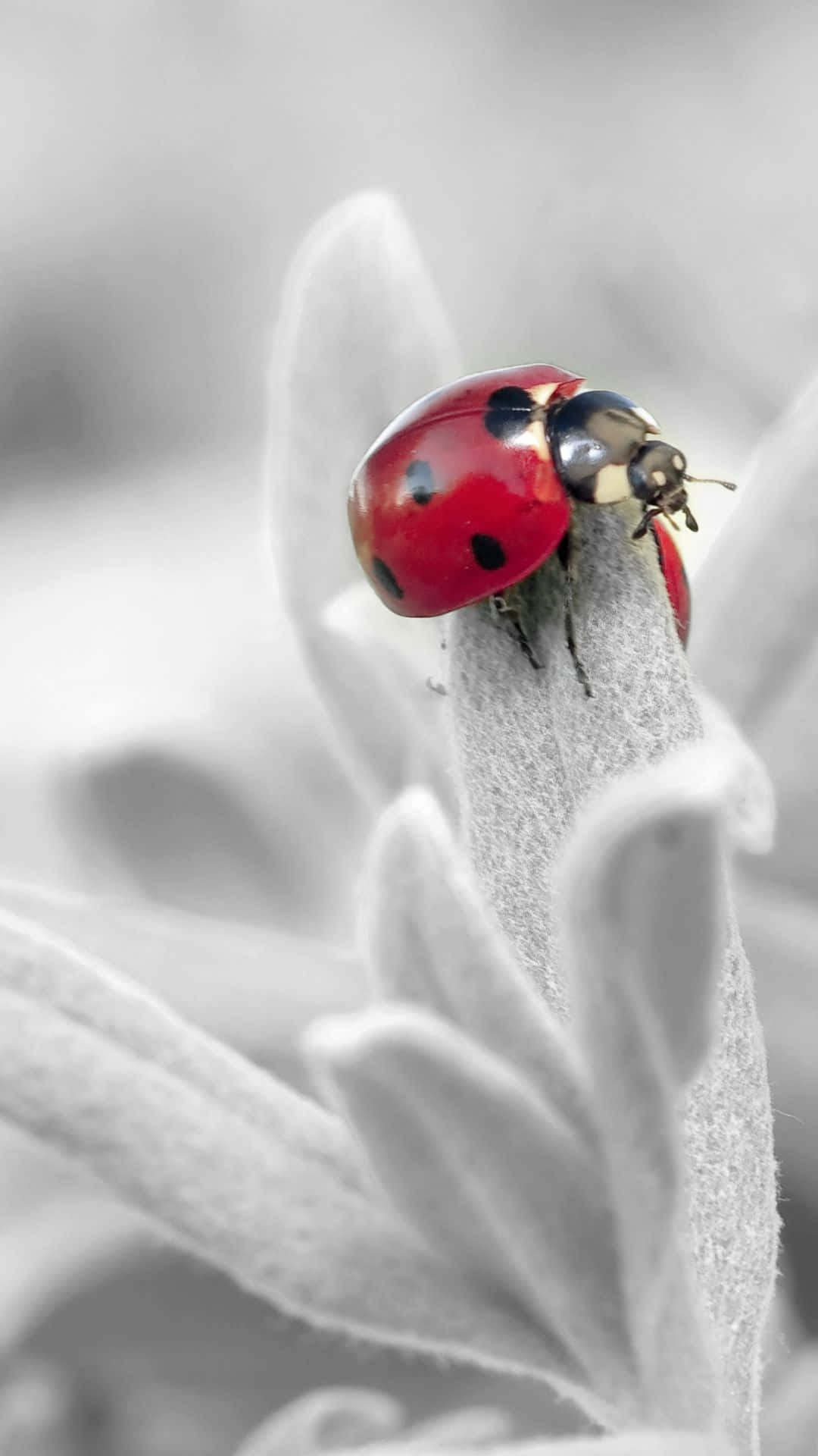 A Ladybug Is Sitting On A Plant In Black And White Background