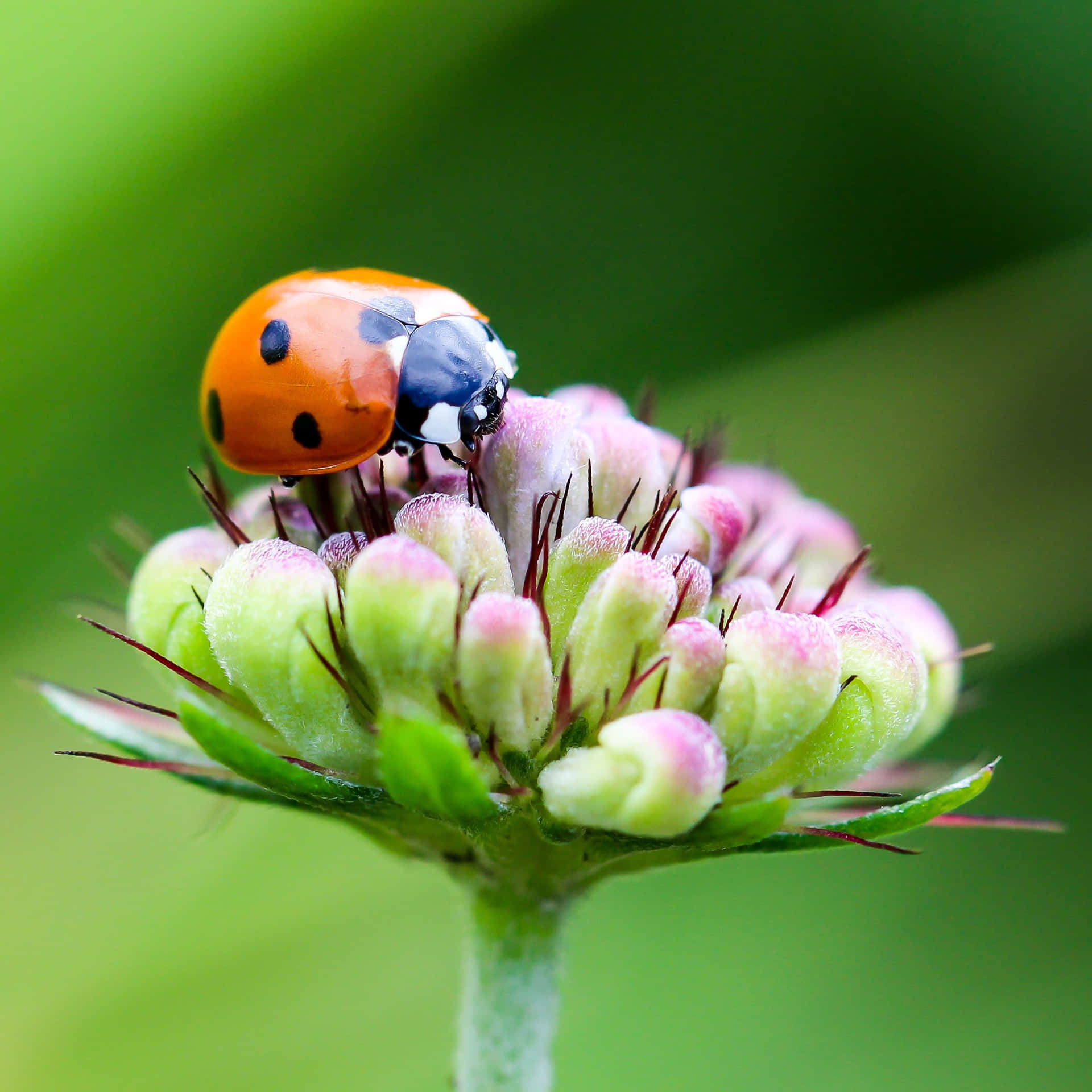 A Ladybug On A Flower Background