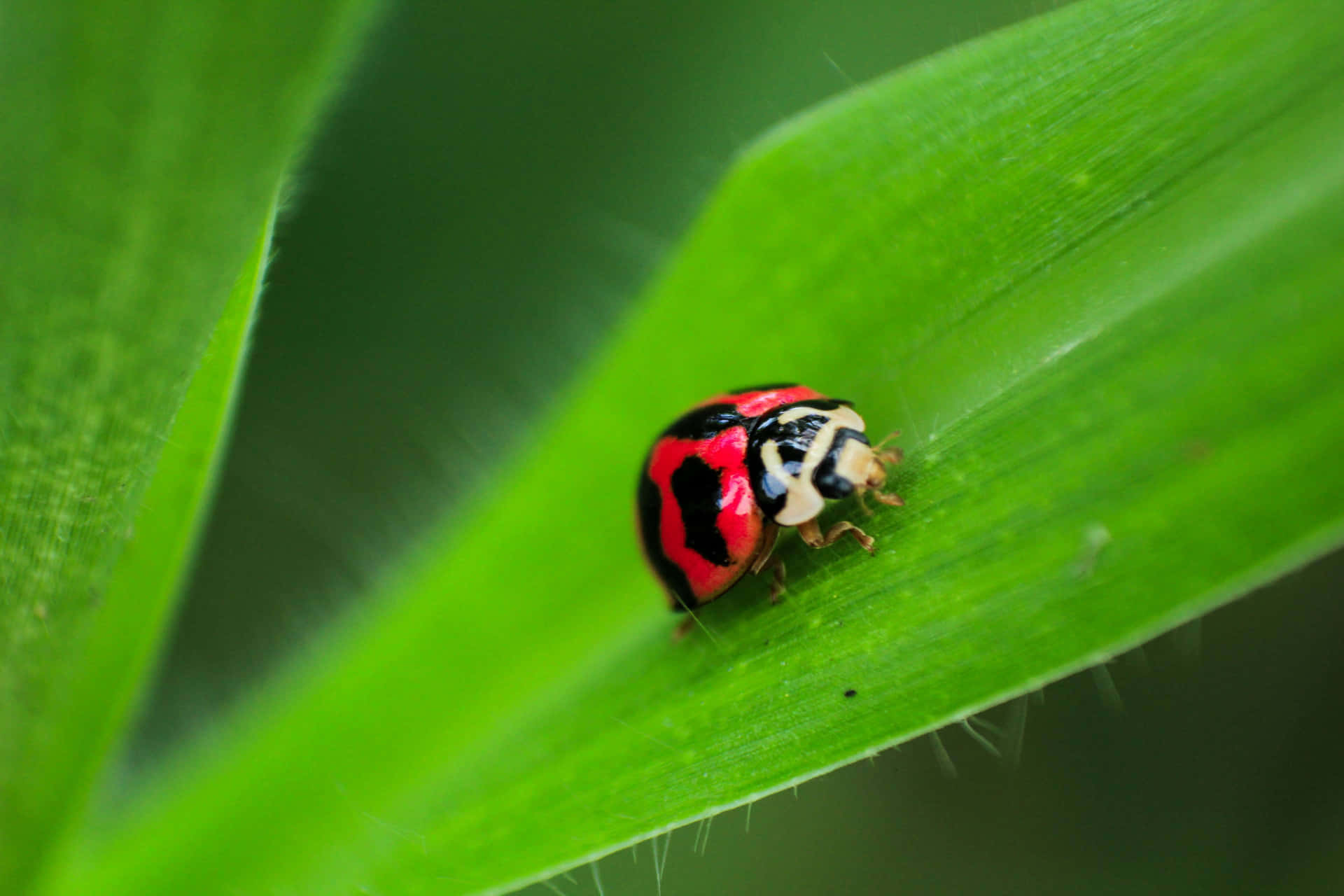 A Ladybug Sitting On A Leaf Background