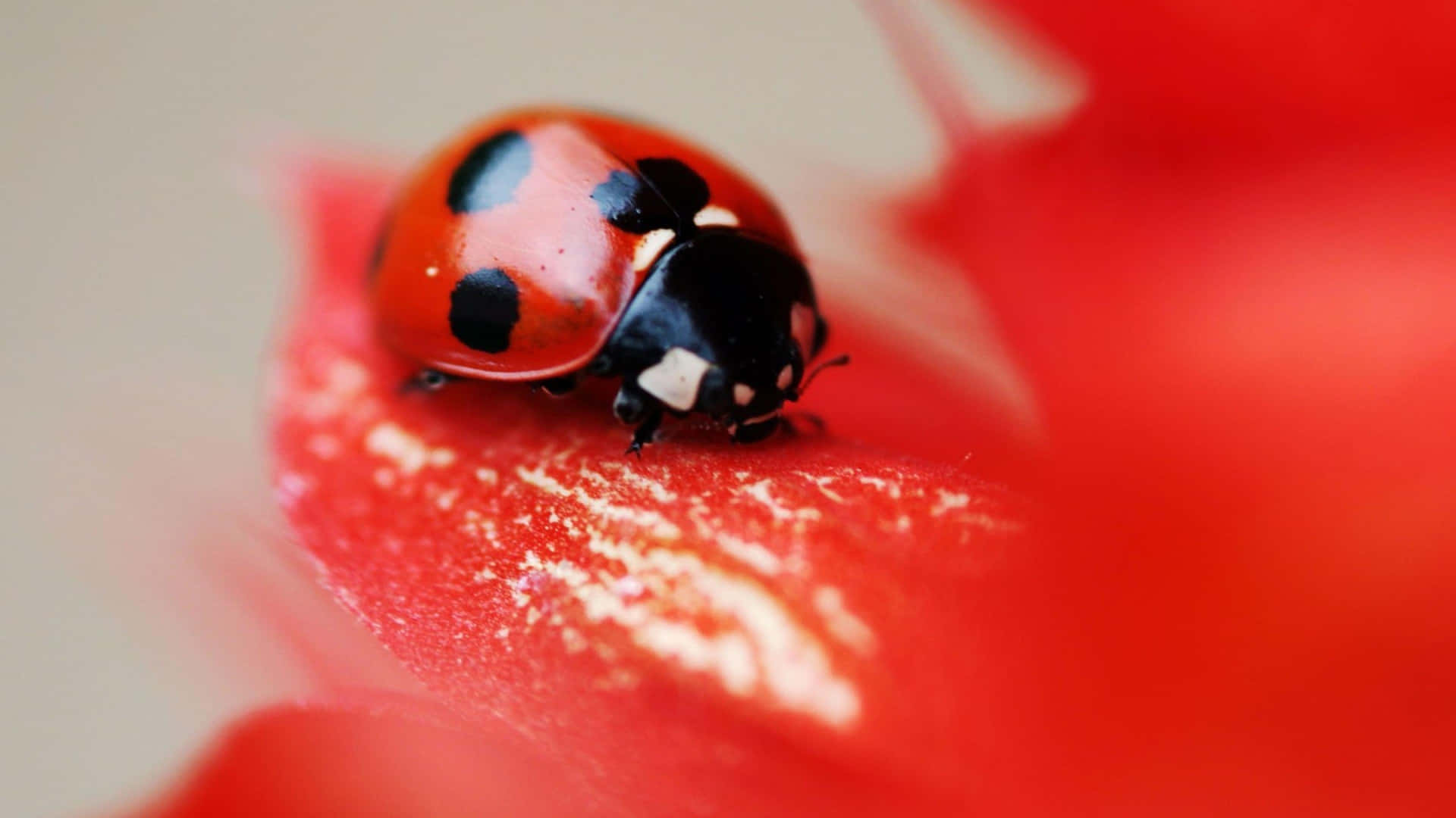 A Ladybug Strolls Across The Iphone Screen. Background