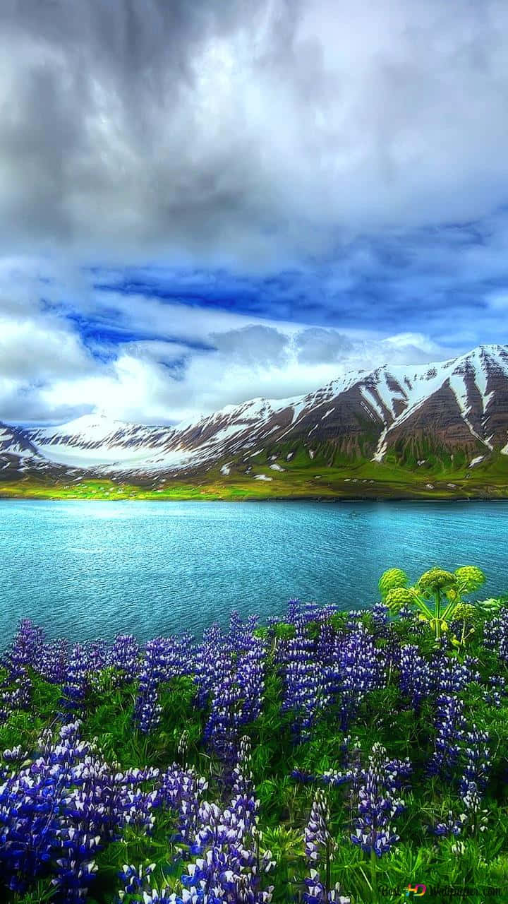A Lake With Blue Flowers And Snowy Mountains Background