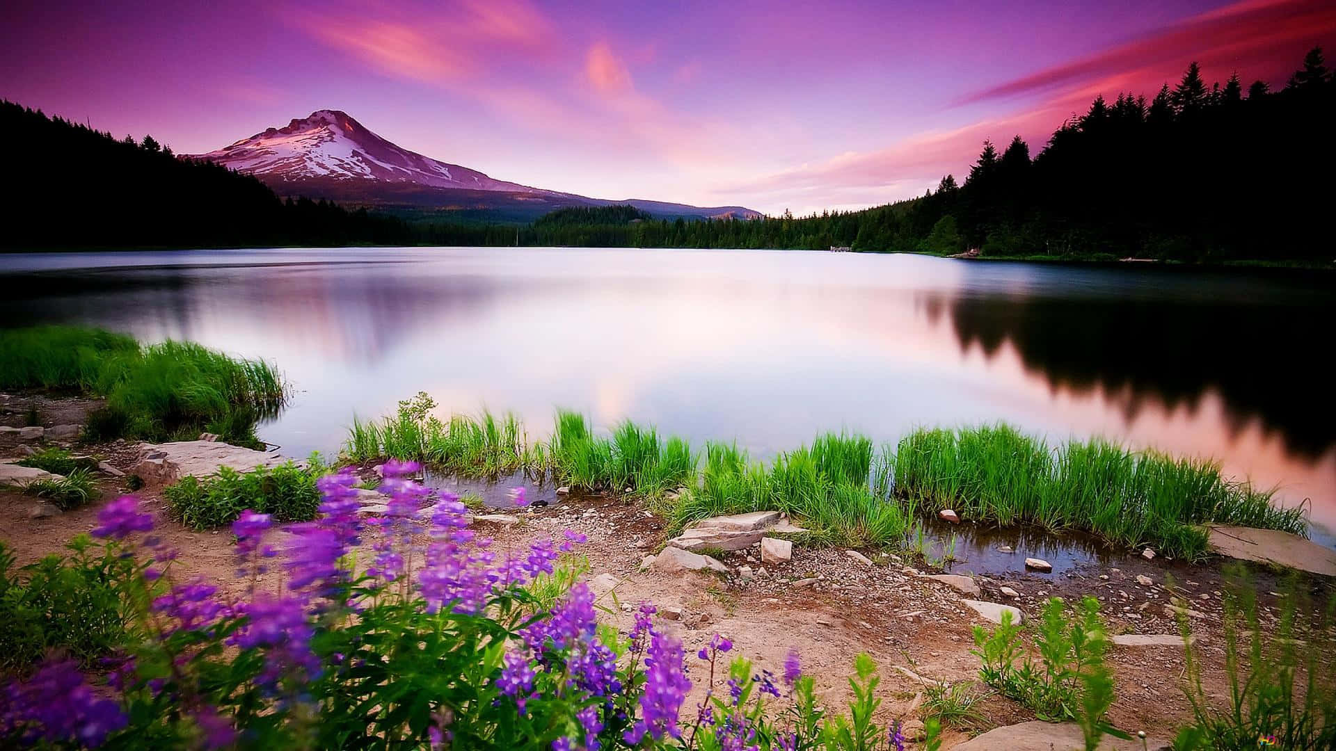 A Lake With Purple Flowers And A Mountain In The Background Background