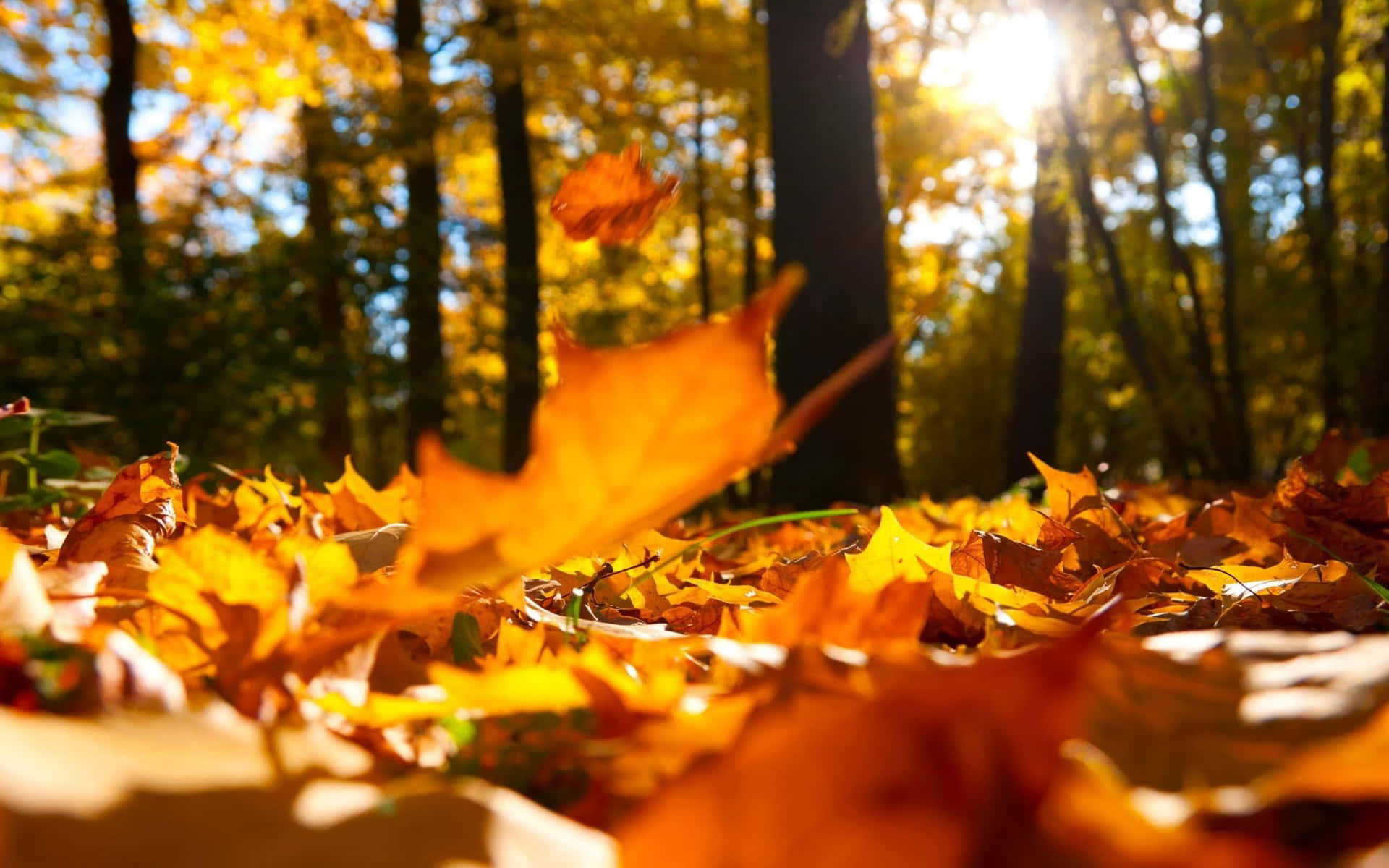 A Laptop Amidst The Vibrant Ambiance Of Fall Background