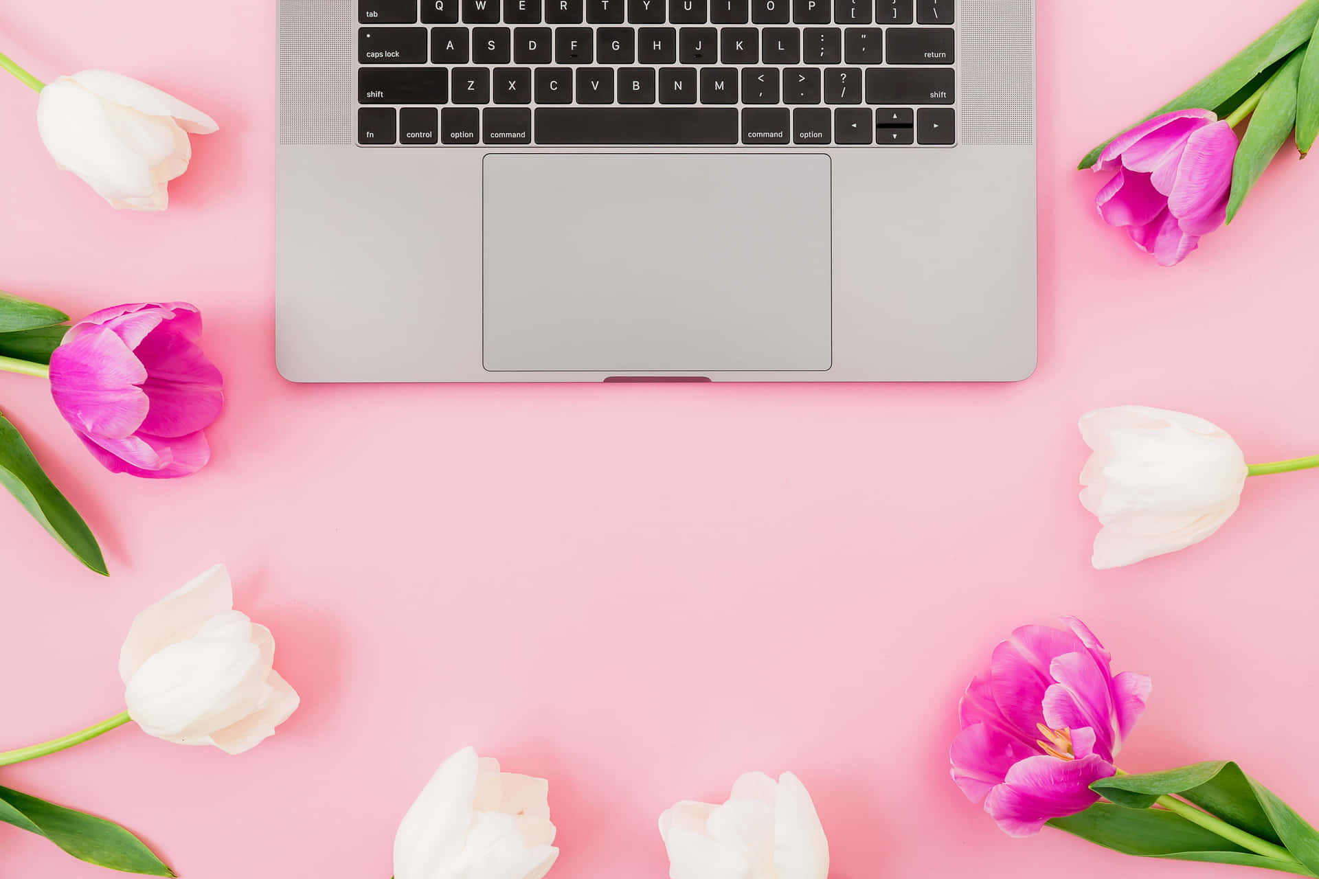 A Laptop Computer With Pink Tulips On A Pink Background Background