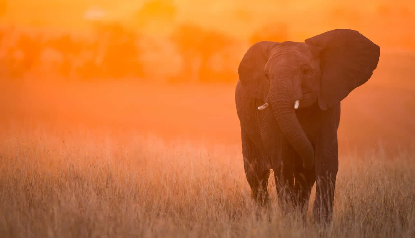 A Laptop Featuring A Beautiful Illustration Of An Elephant. Background