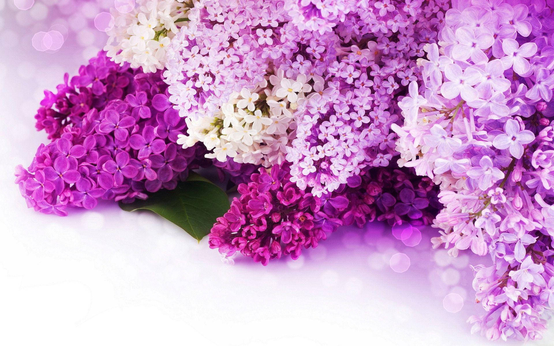 A Laptop Featuring A Beautiful Purple Flower Background