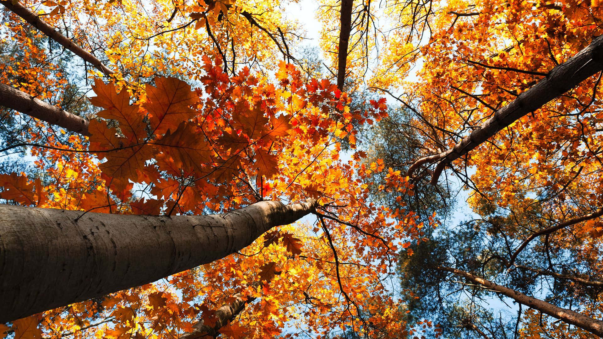 A Laptop In A Serene Fall Setting