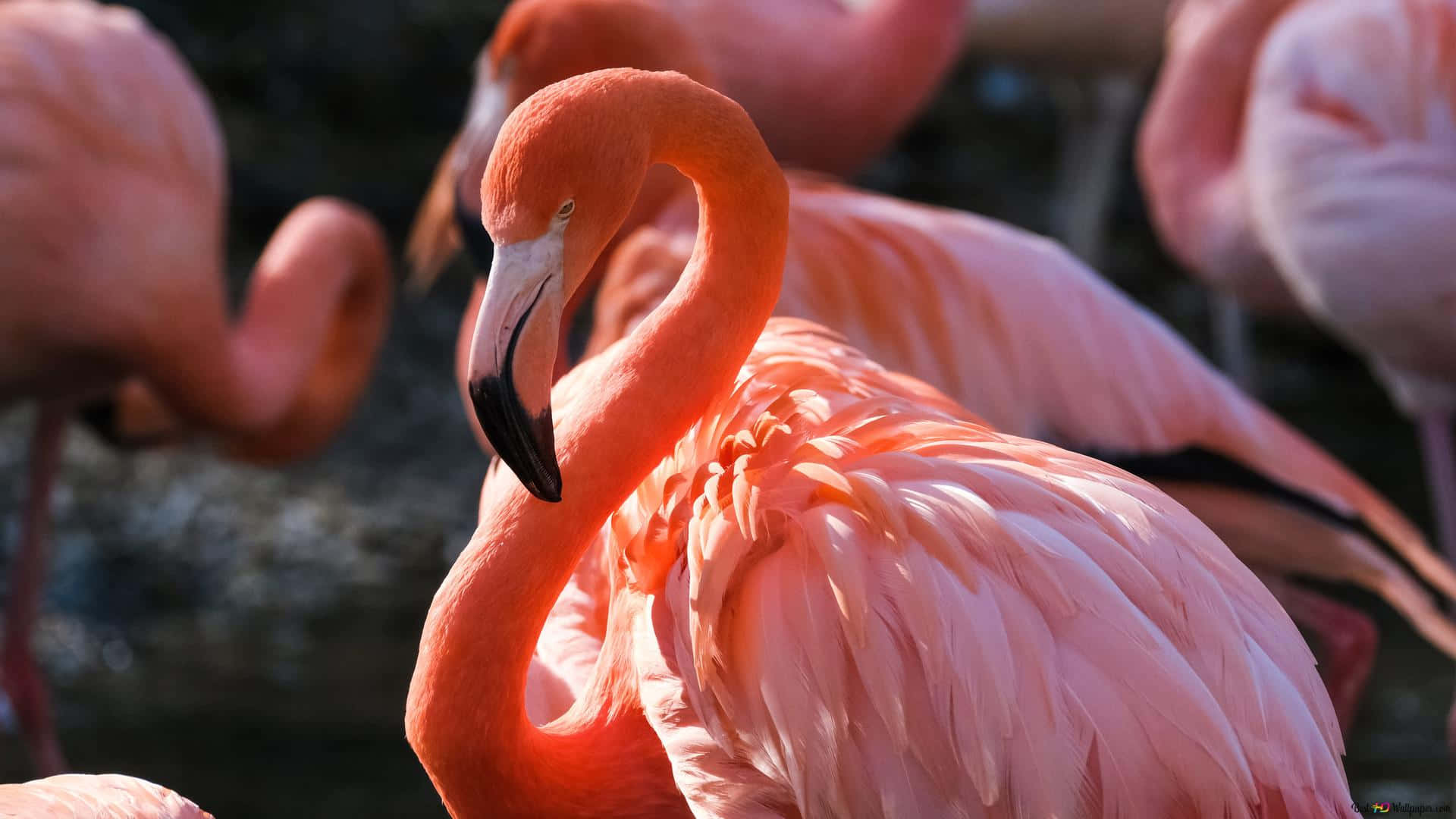 A Laptop Made For Creatives, Featuring An Elegant Flamingo Design. Background