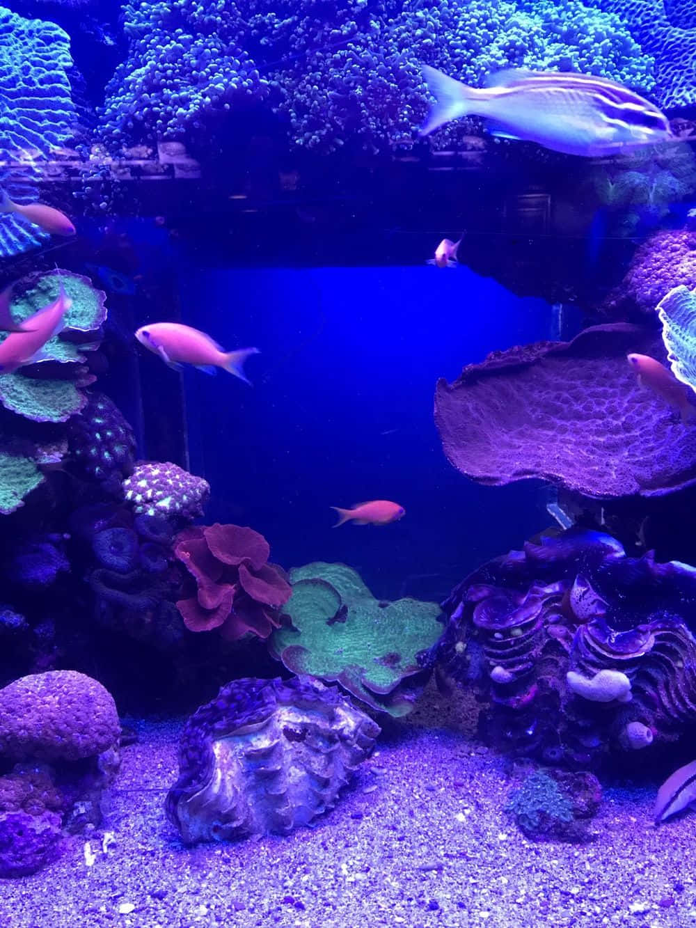 A Large Aquarium With Many Different Fish Background