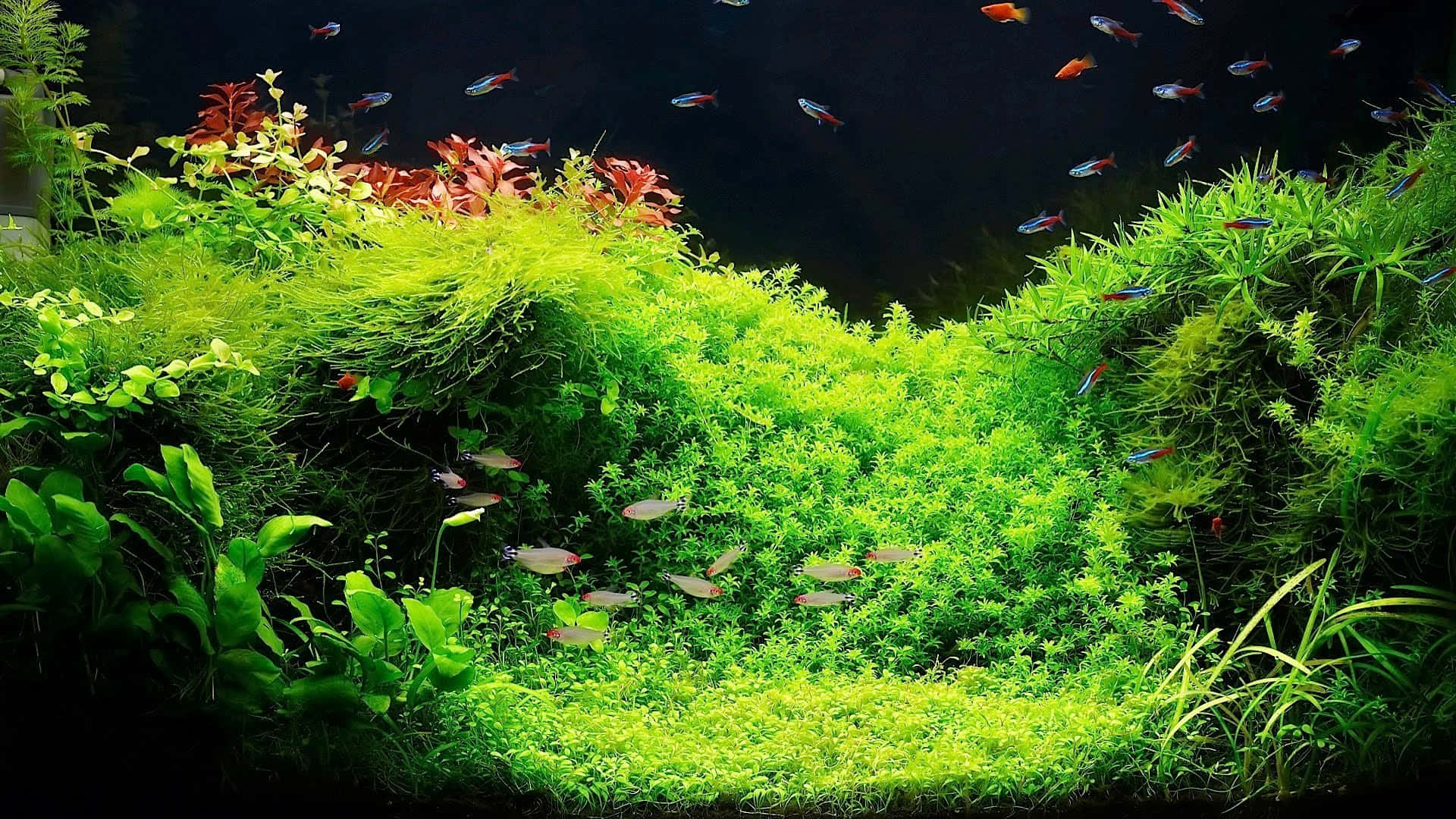 A Large Aquarium With Plants And Fish Background