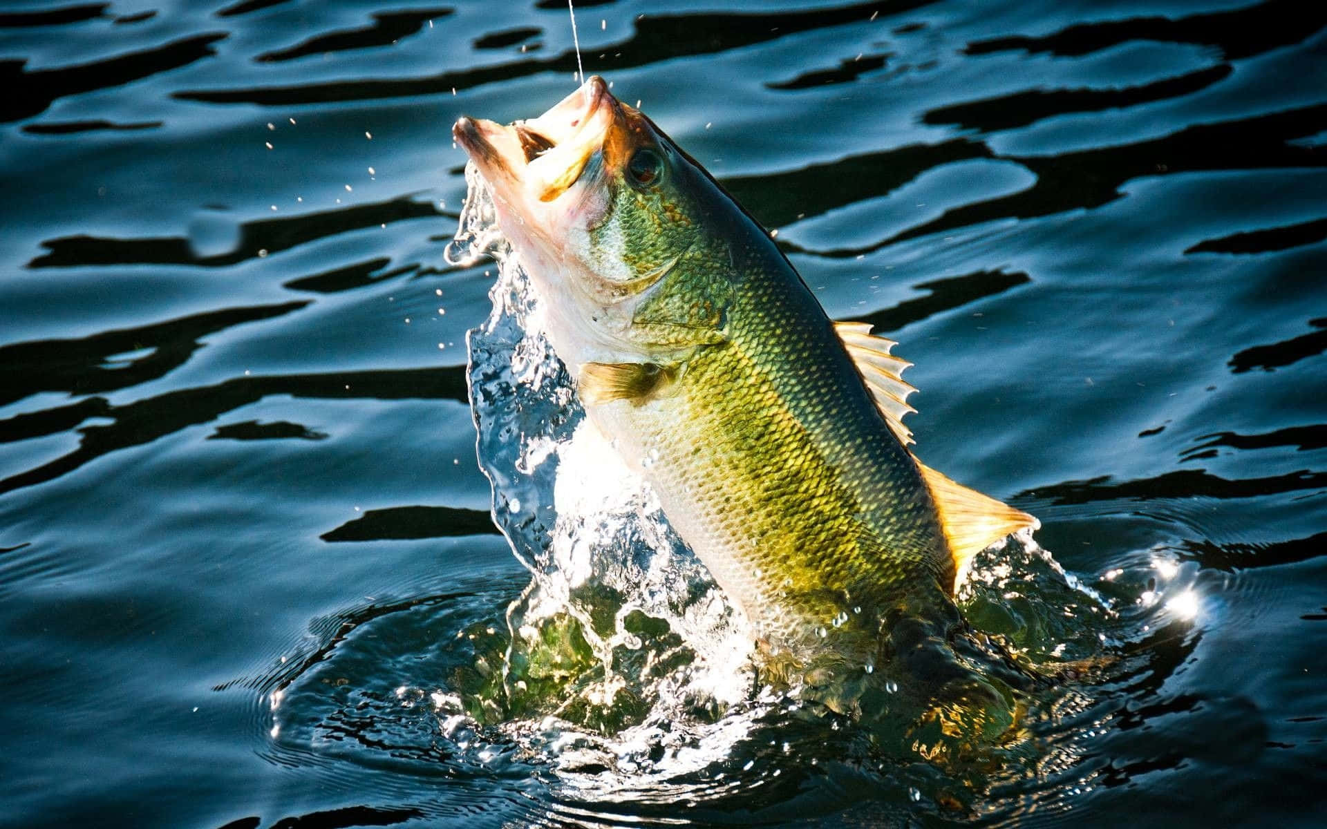 A Large Bass Is Jumping Out Of The Water Background