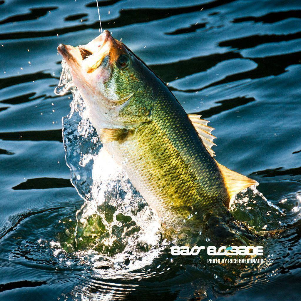 A Large Bass Is Jumping Out Of The Water Background