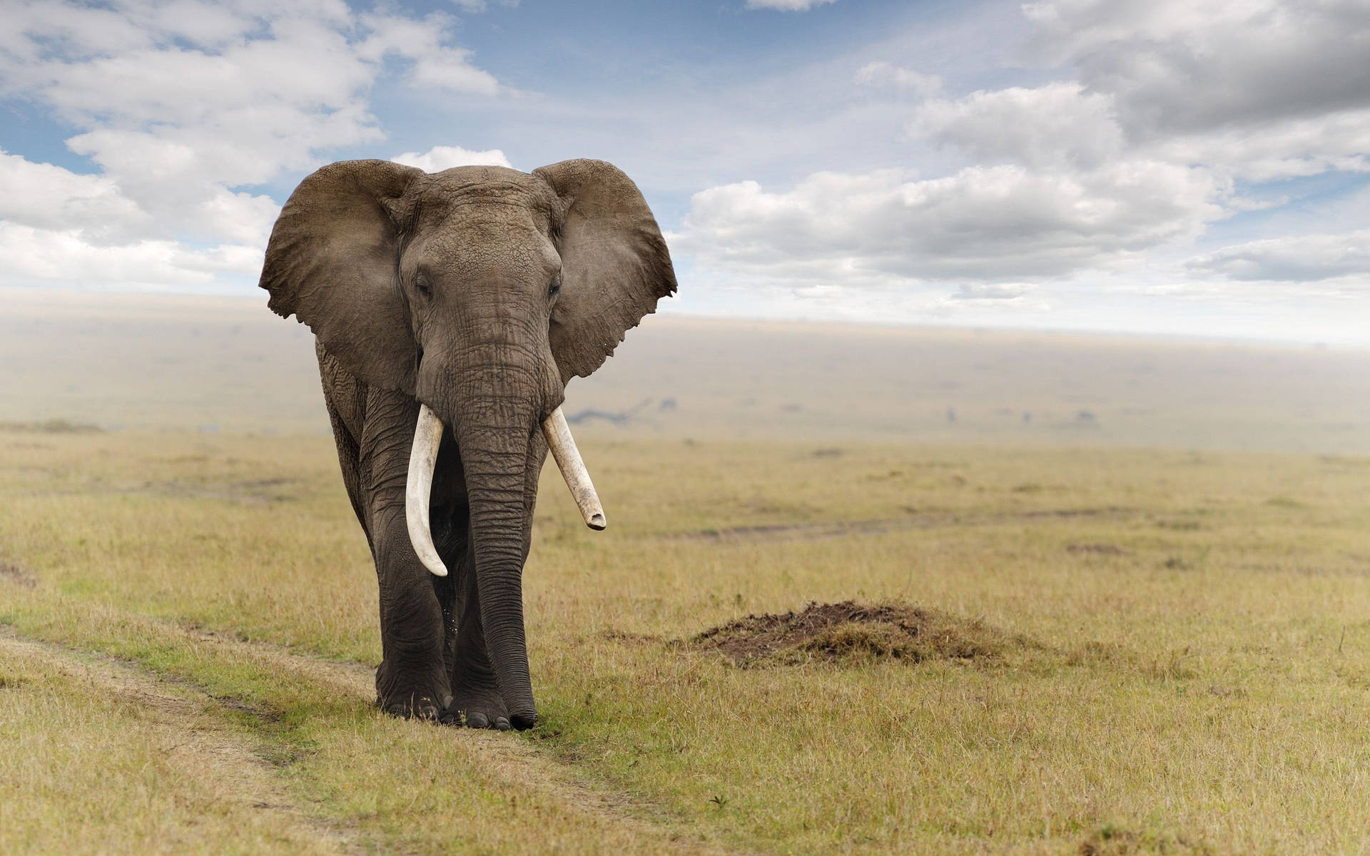 A Large Elephant Walking Across A Field Background