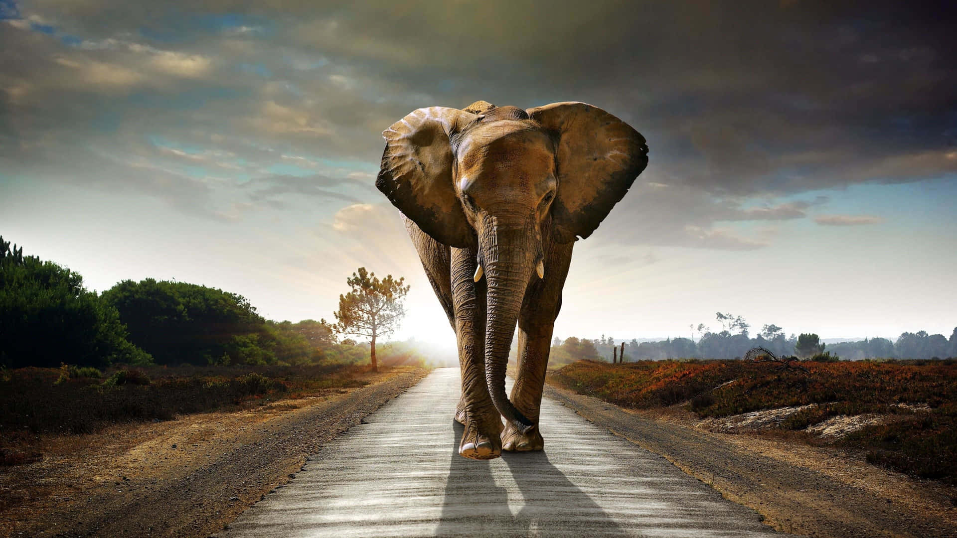 A Large Elephant Walking Down A Road Background