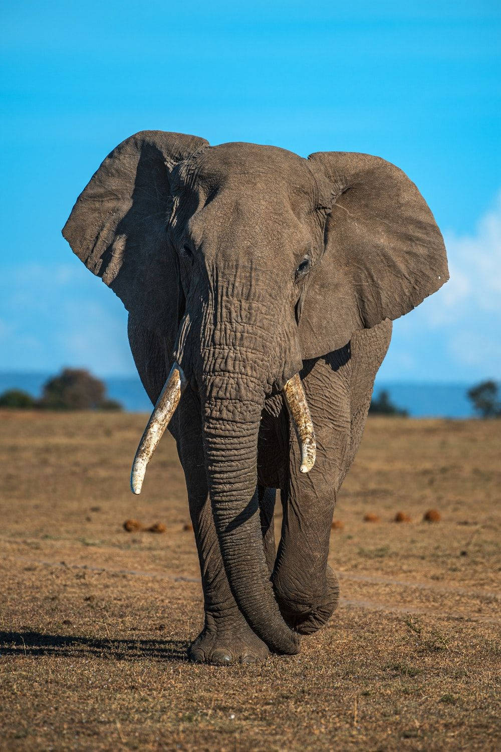 A Large Elephant Walking Background