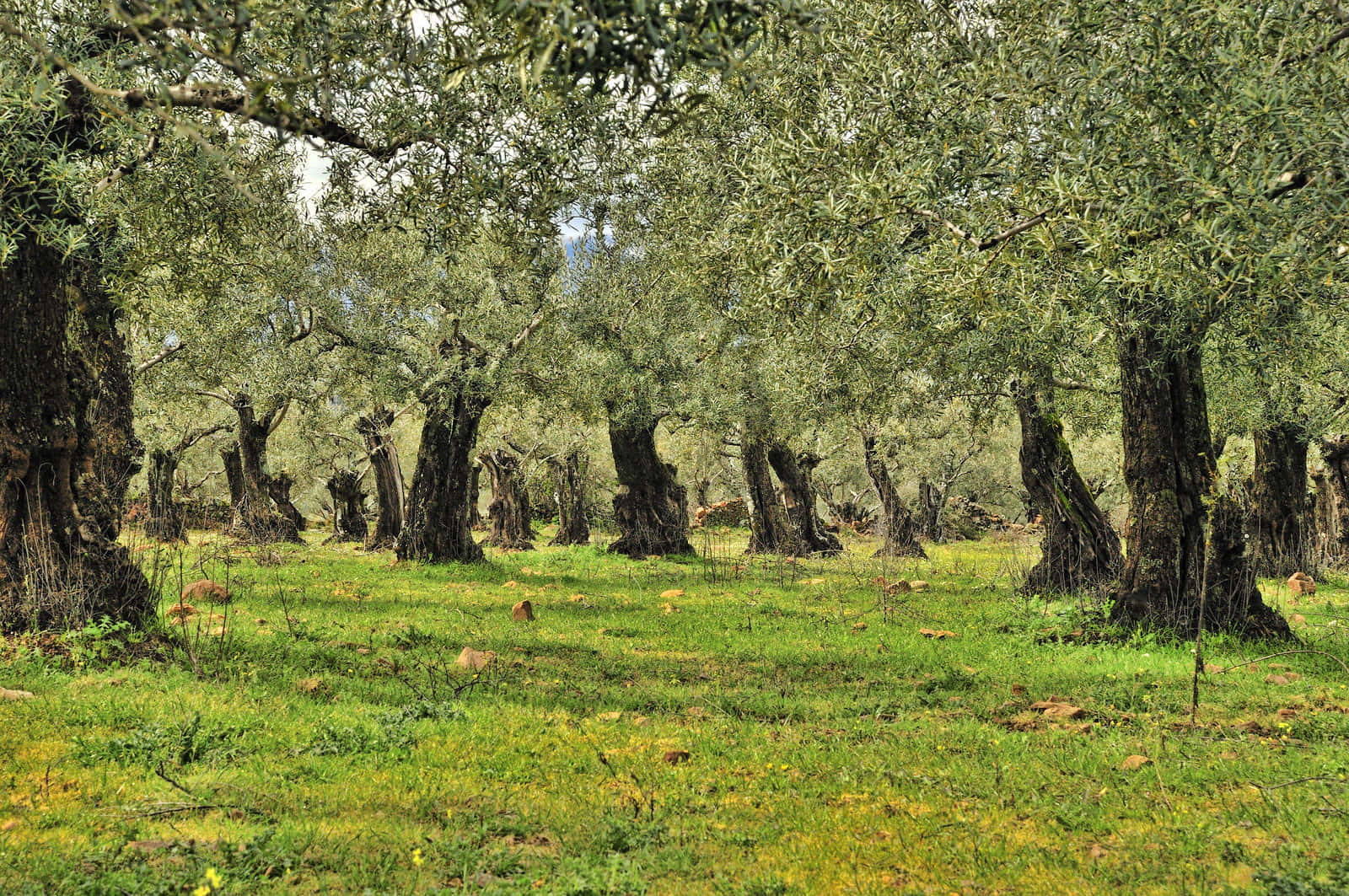 A Large Field Of Olive Trees Background