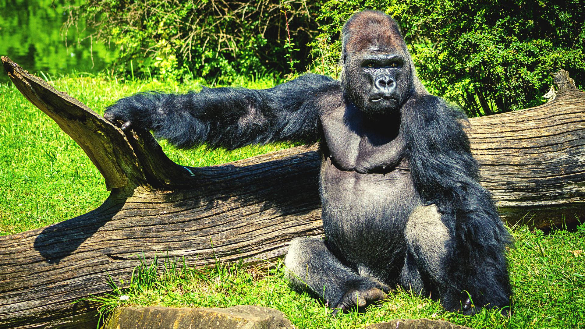 A Large Gorilla Sitting On A Log Background