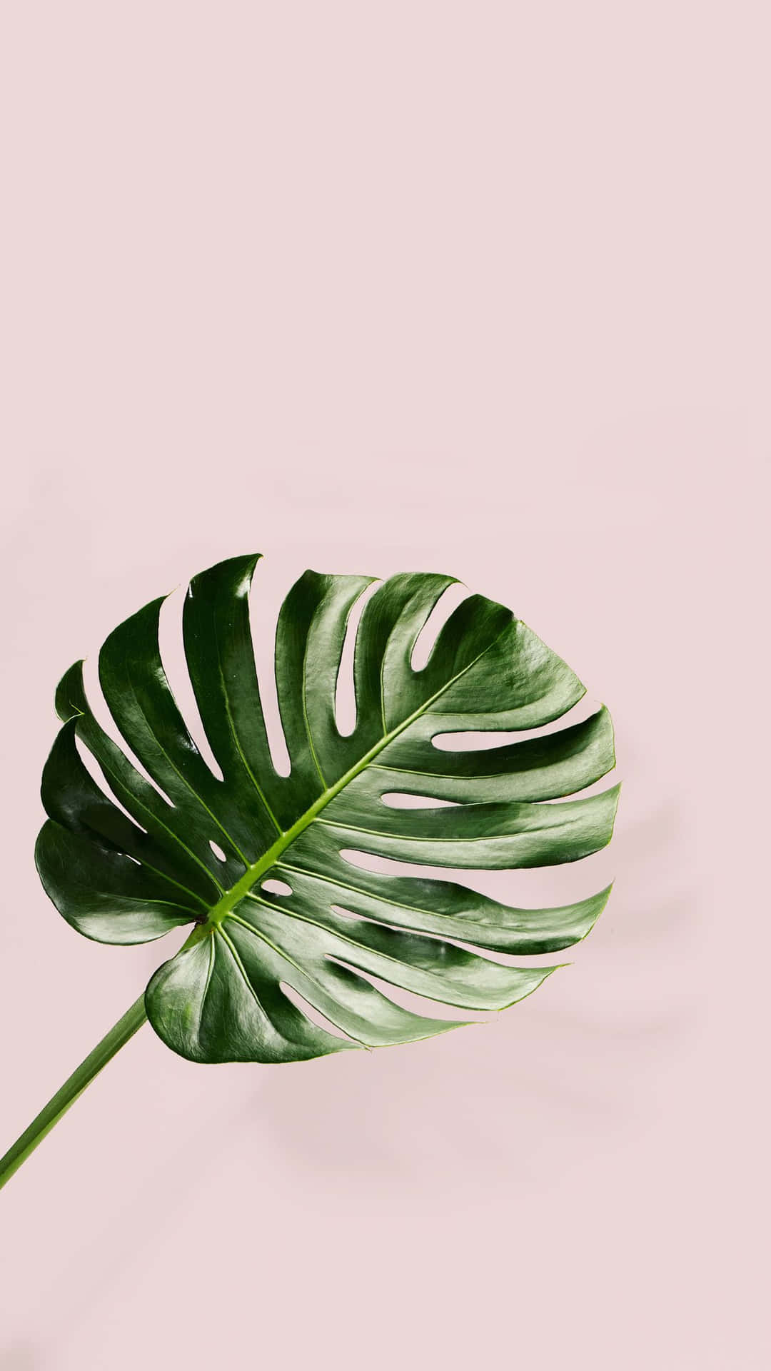 A Large Green Leaf On A Pink Background