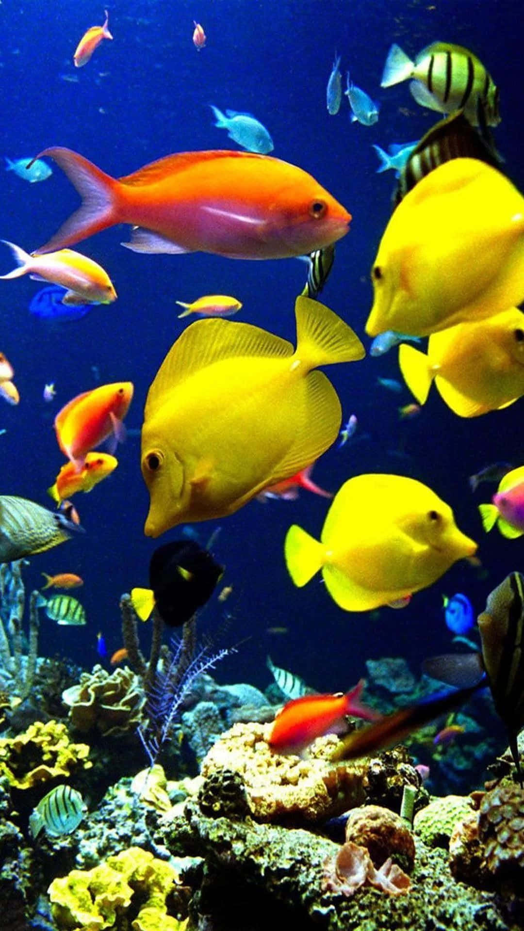 A Large Group Of Fish Background