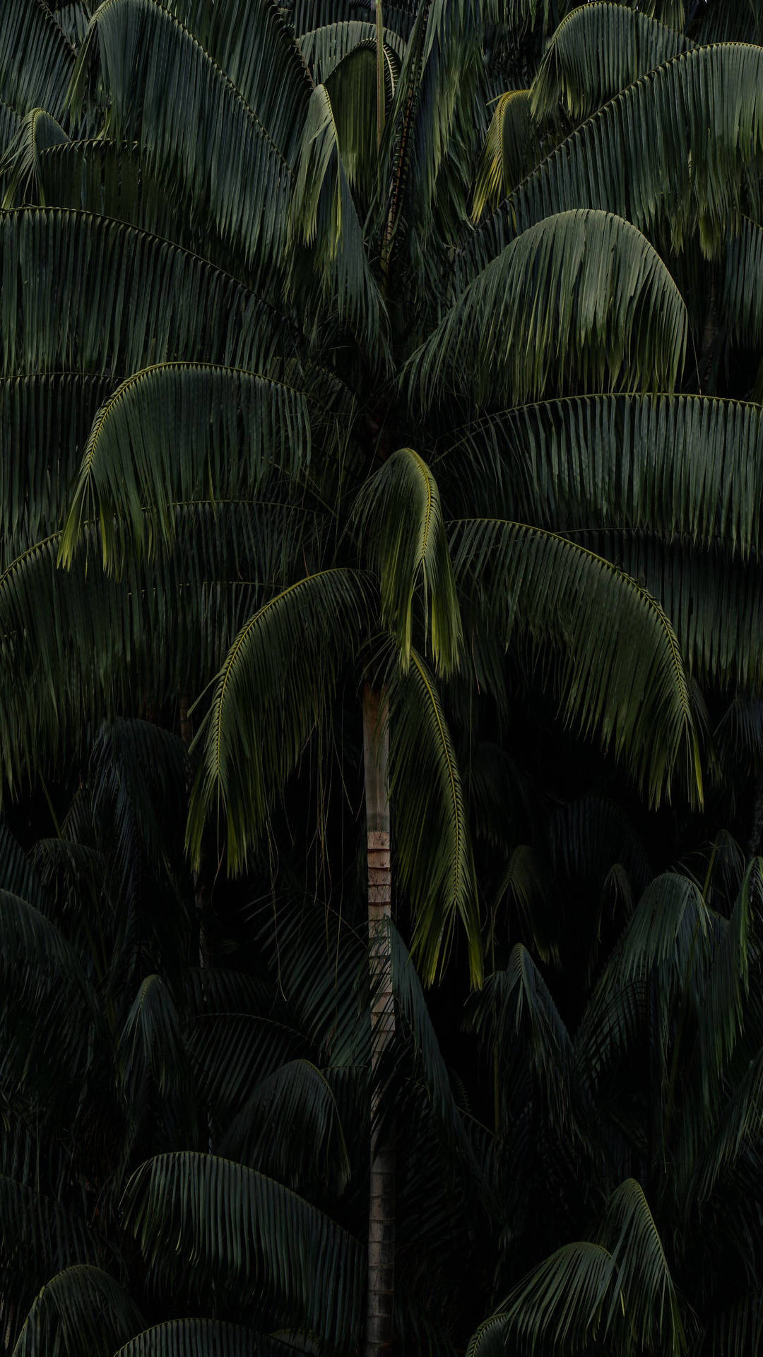 A Large Group Of Palm Trees