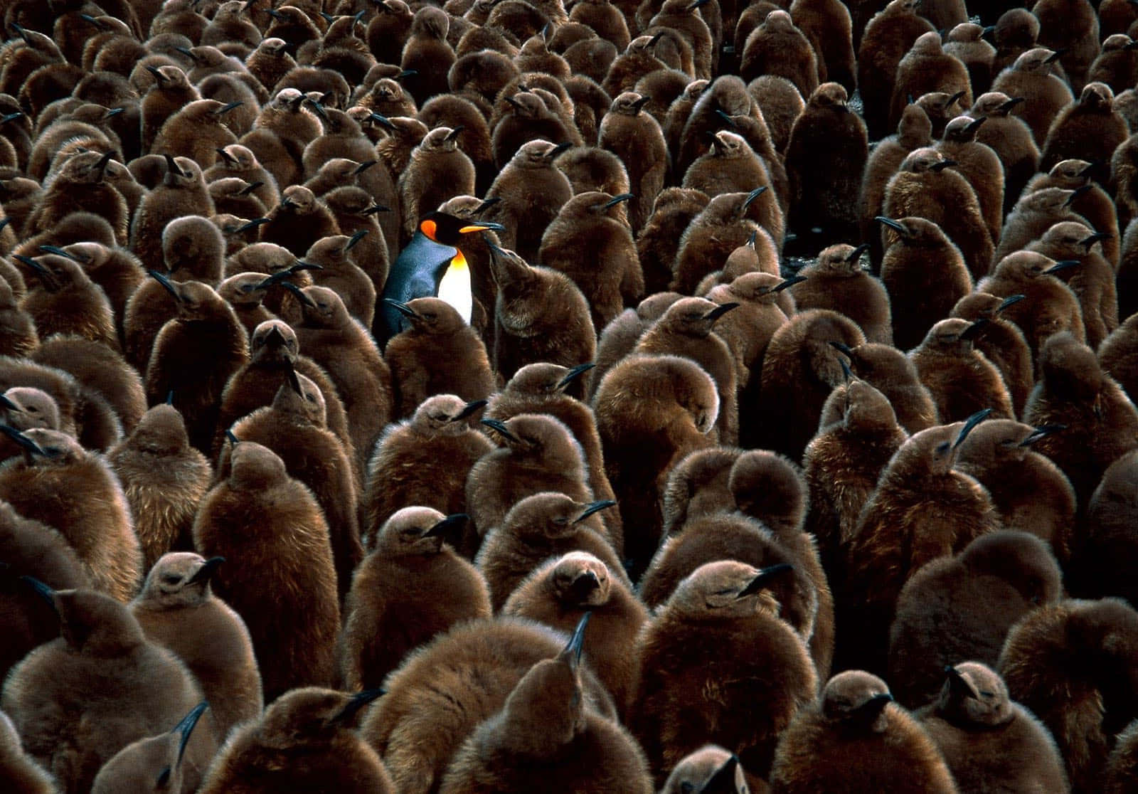 A Large Group Of Penguins Background