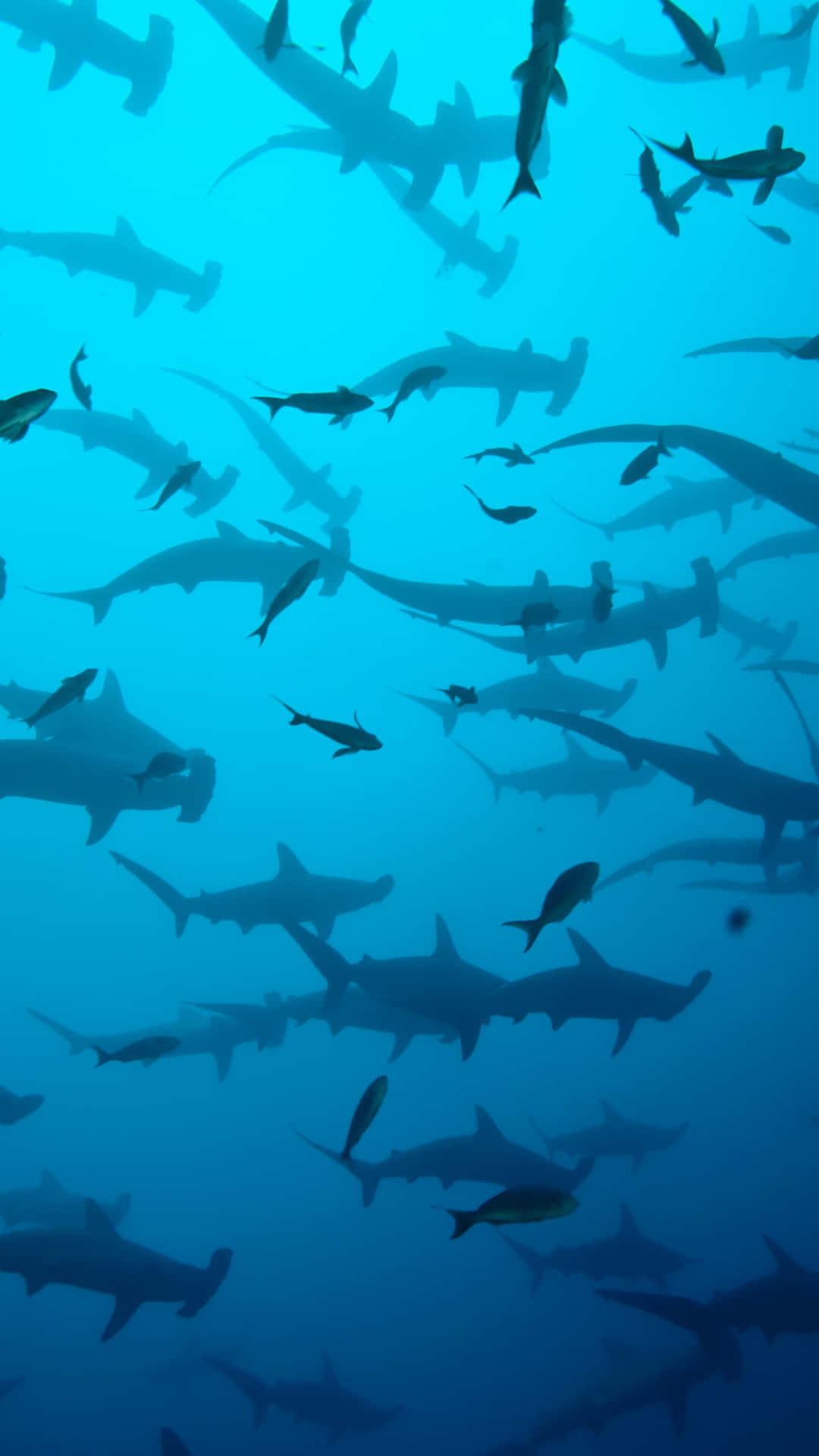 A Large Group Of Sharks Swimming In The Ocean Background