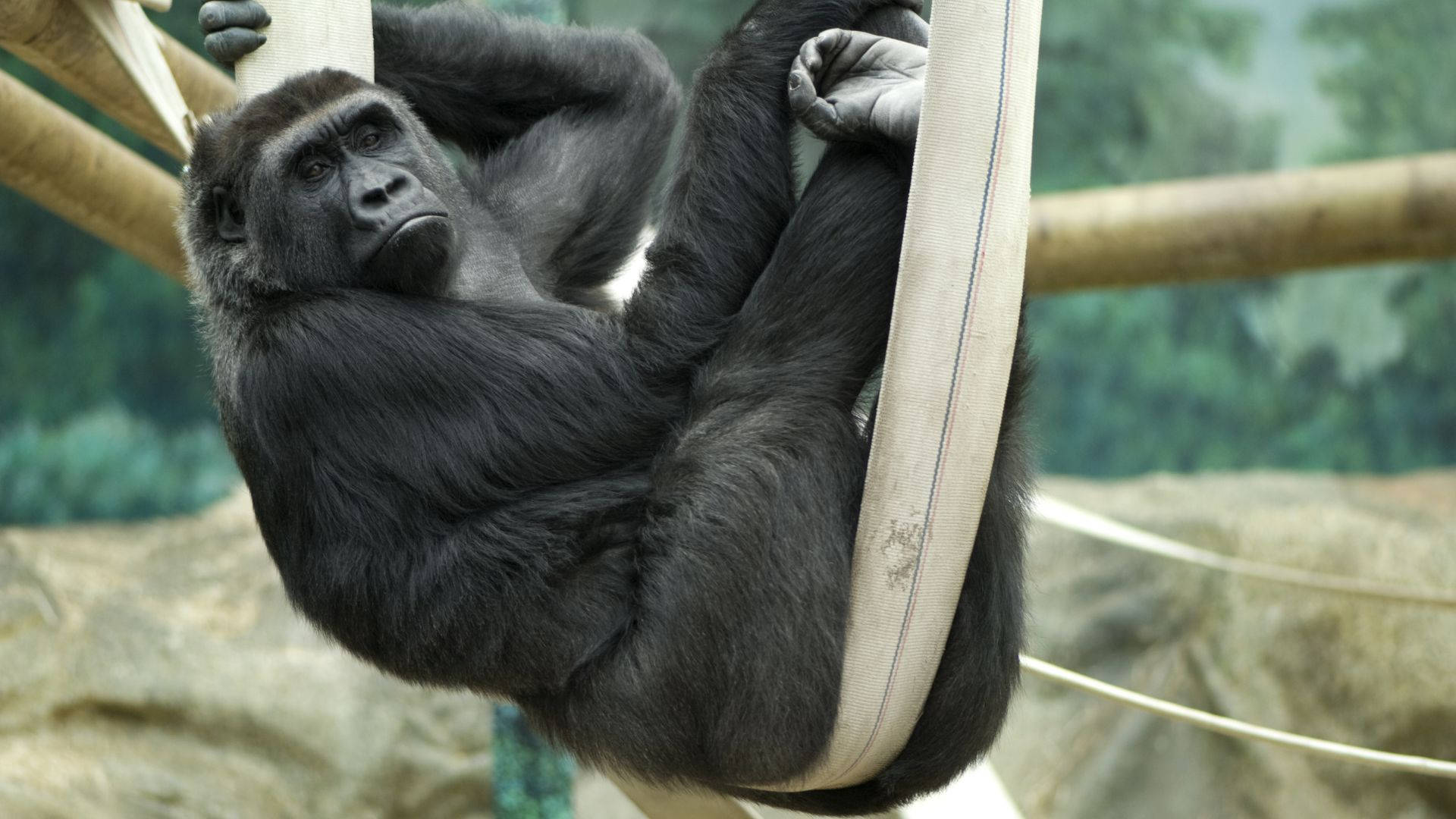 A Large Male Gorilla Walking Across A Tropical Landscape Background