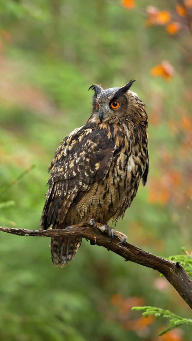 A Large Owl Is Sitting On A Branch In The Forest