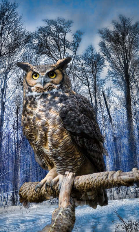 A Large Owl Is Sitting On A Branch In The Snow Background