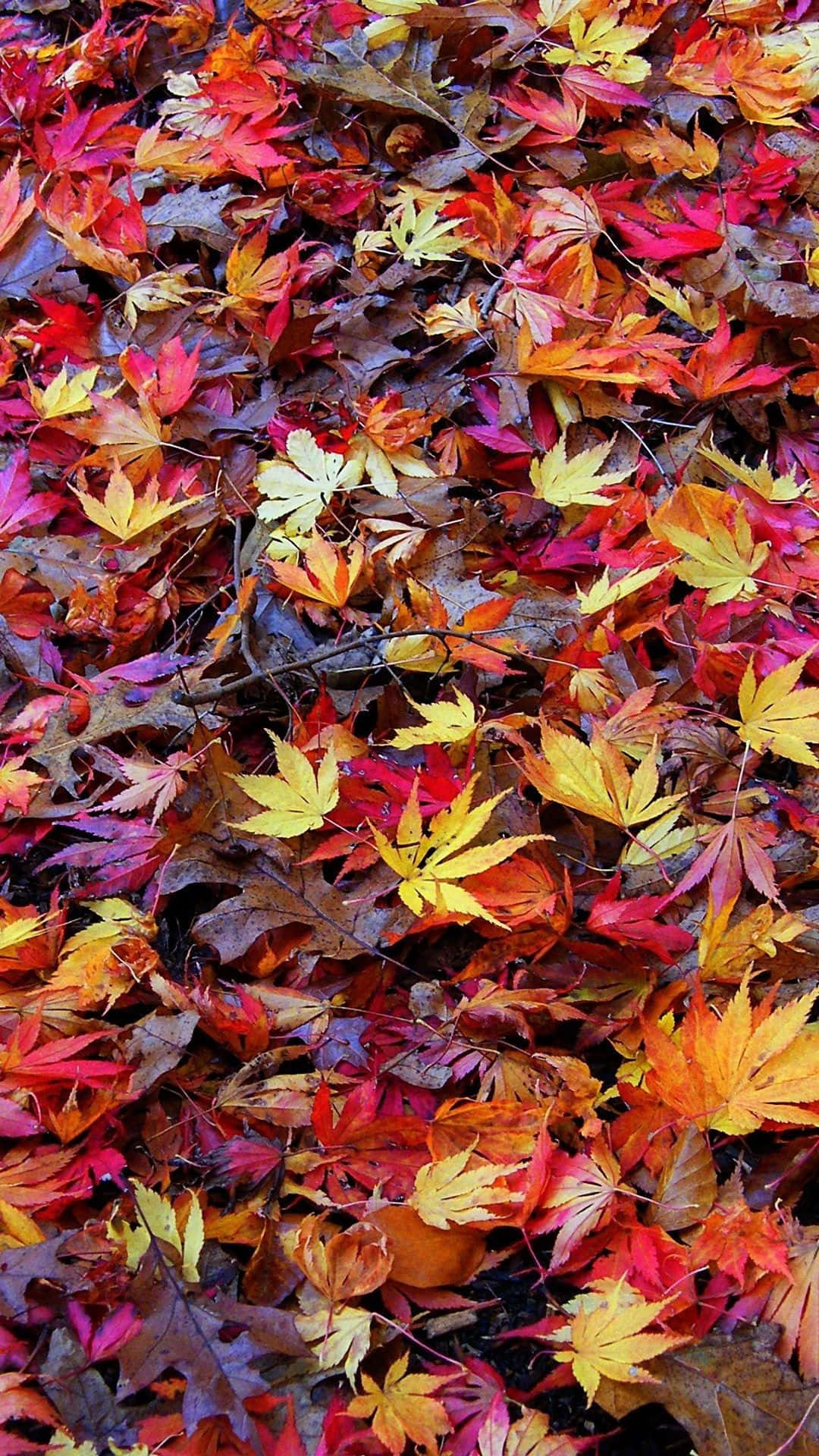 A Large Pile Of Leaves Background