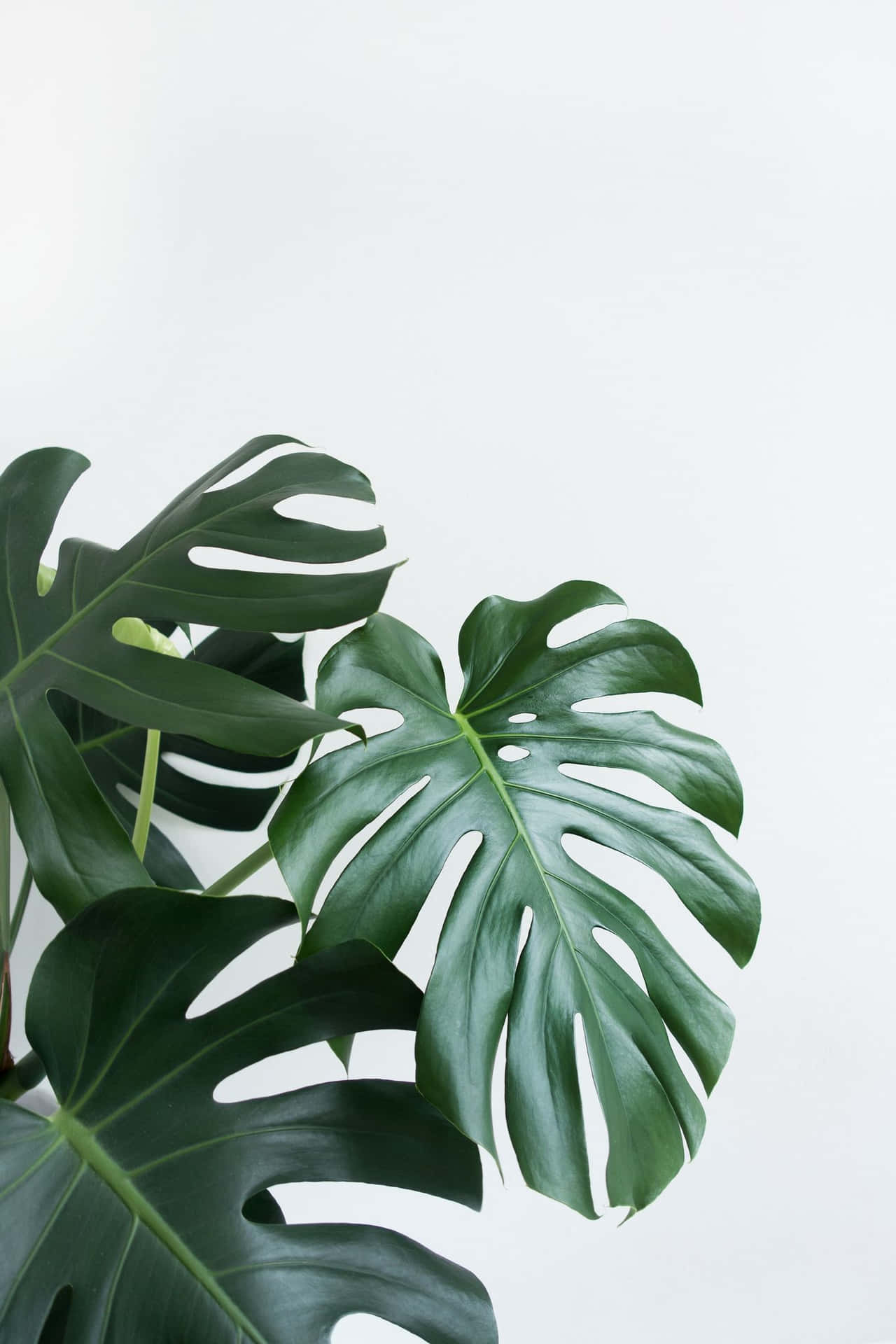 A Large Plant With Large Leaves On A White Background Background