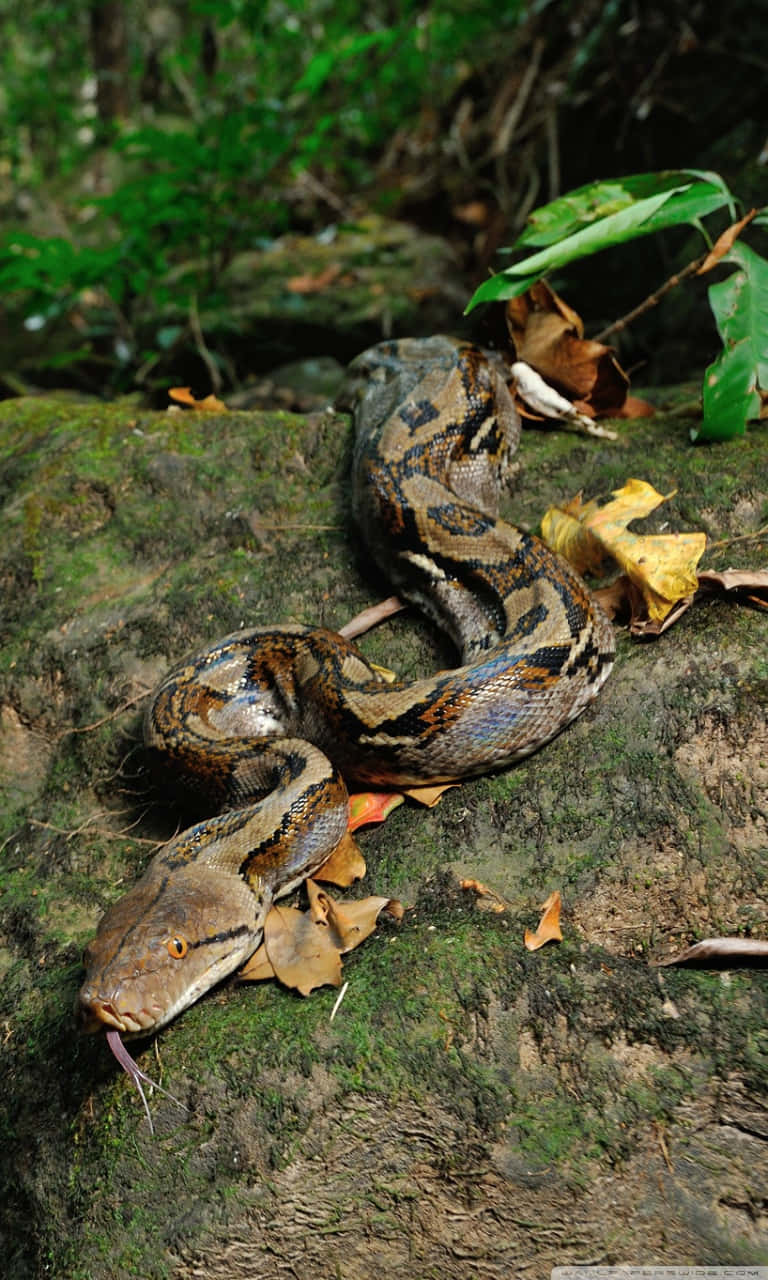 A Large Snake Is Sitting On A Rock In The Forest Background