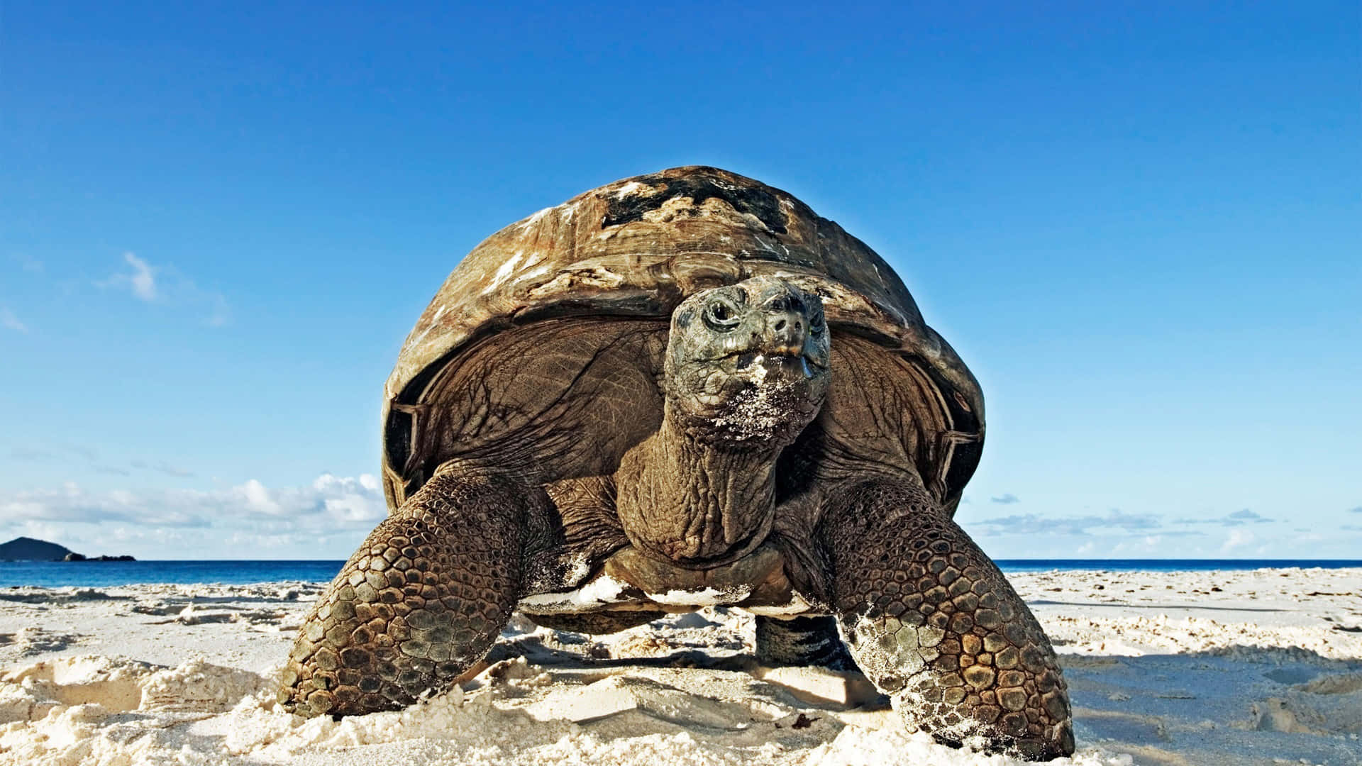 A Large Tortoise Walking On The Beach Background