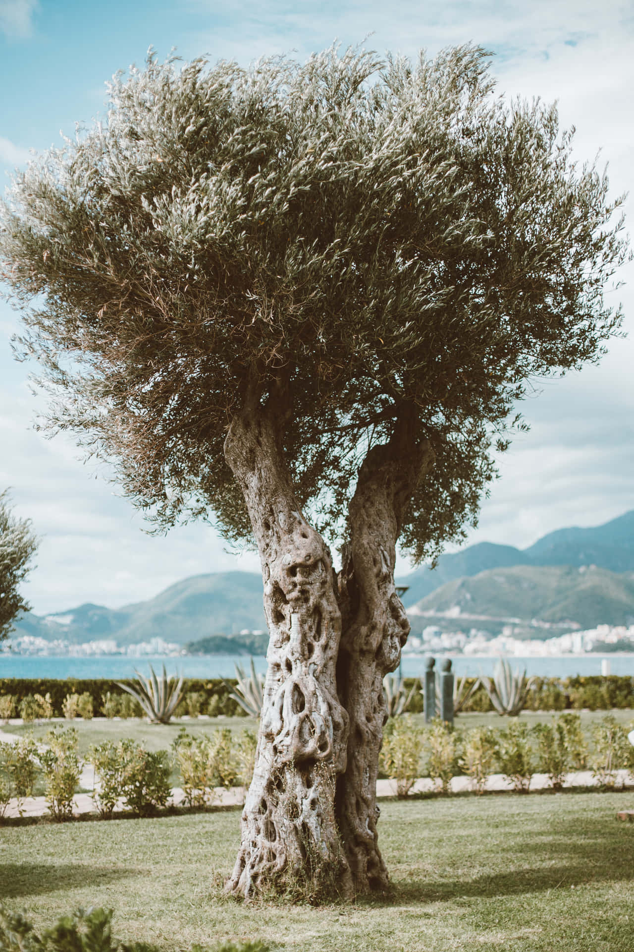 A Large Tree In A Park Background