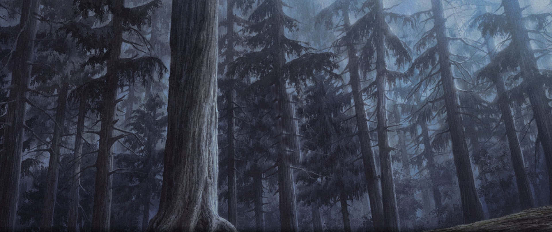 A Large Tree In The Forest Background