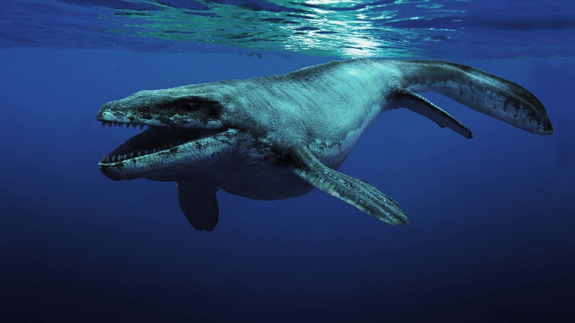 A Large Whale Swimming In The Ocean Background