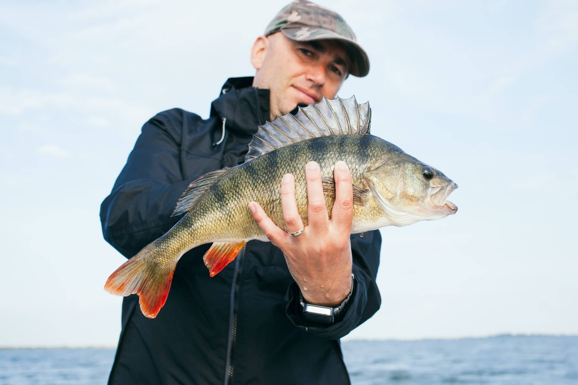 A Largemouth Bass Looking For Its Next Meal In A Lake.